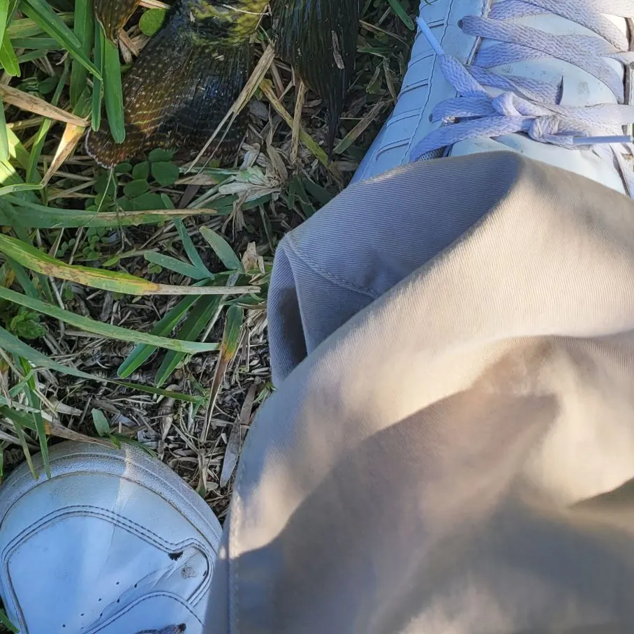 The most recent Spotted tilapia catches on Fishbrain