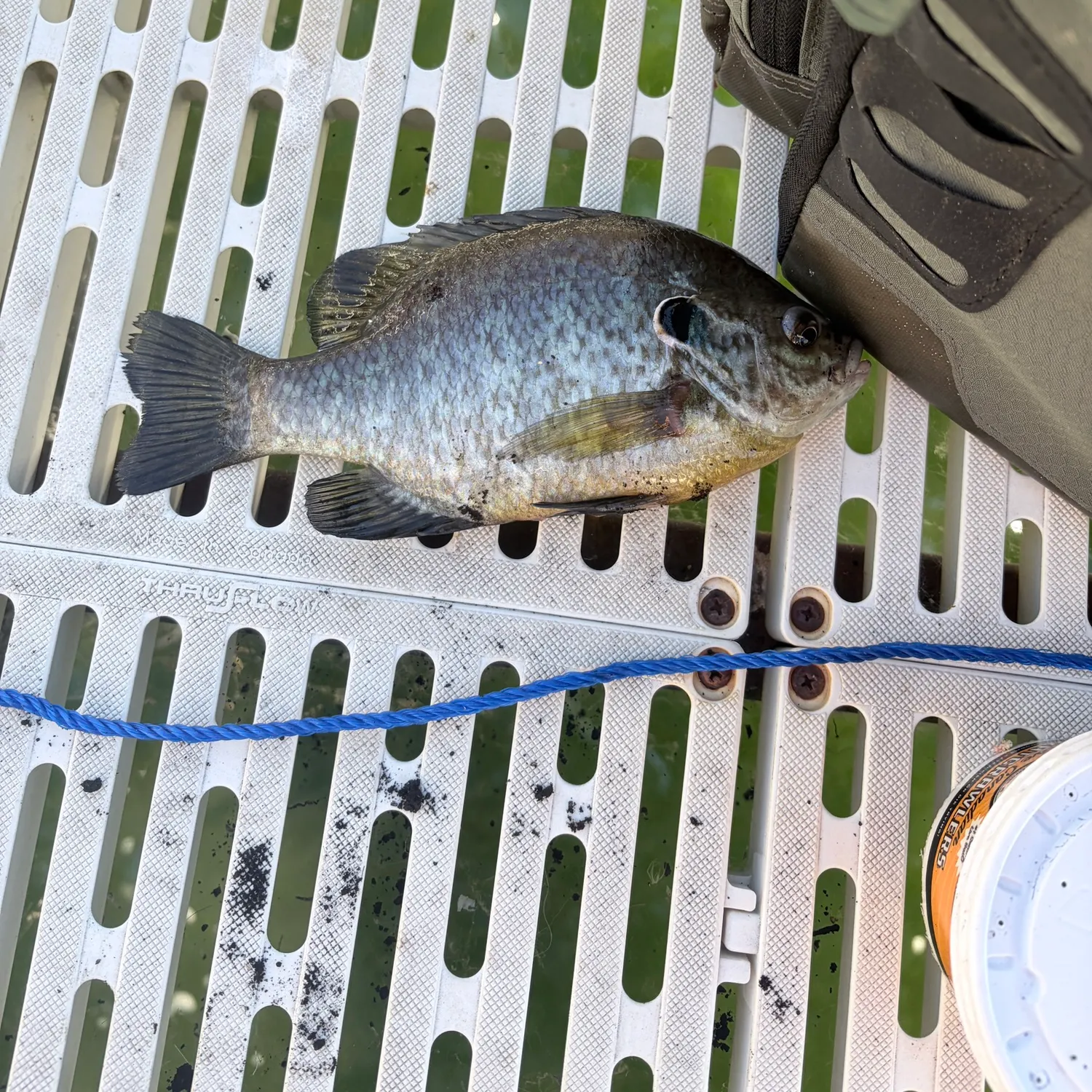 Greengill hybrid caught on Fishbrain