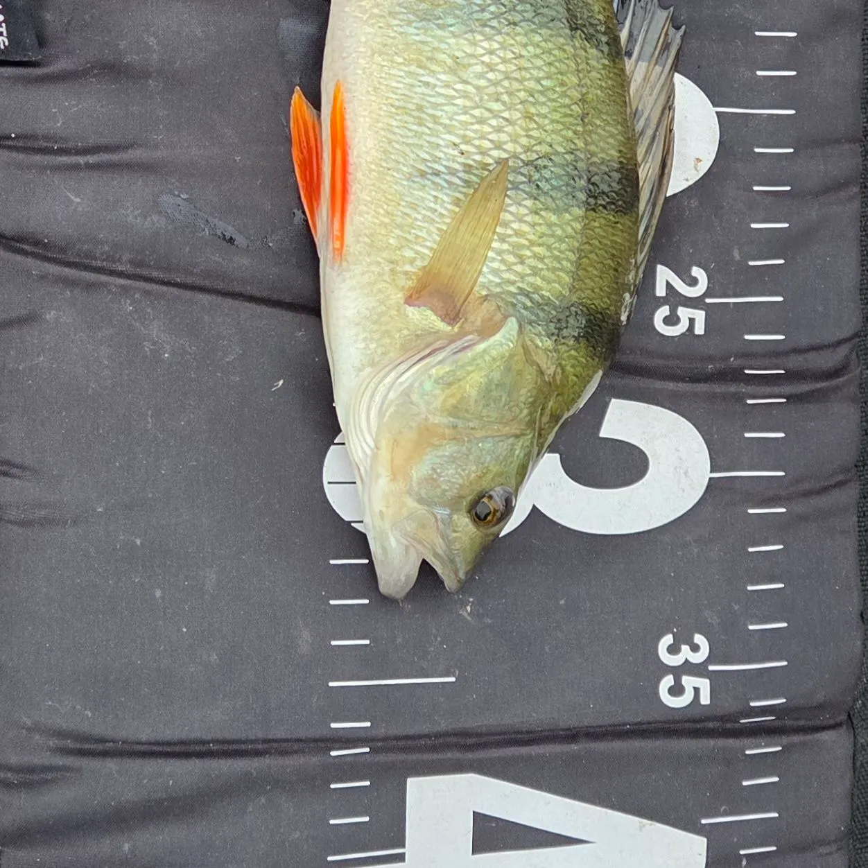 European perch caught on Fishbrain