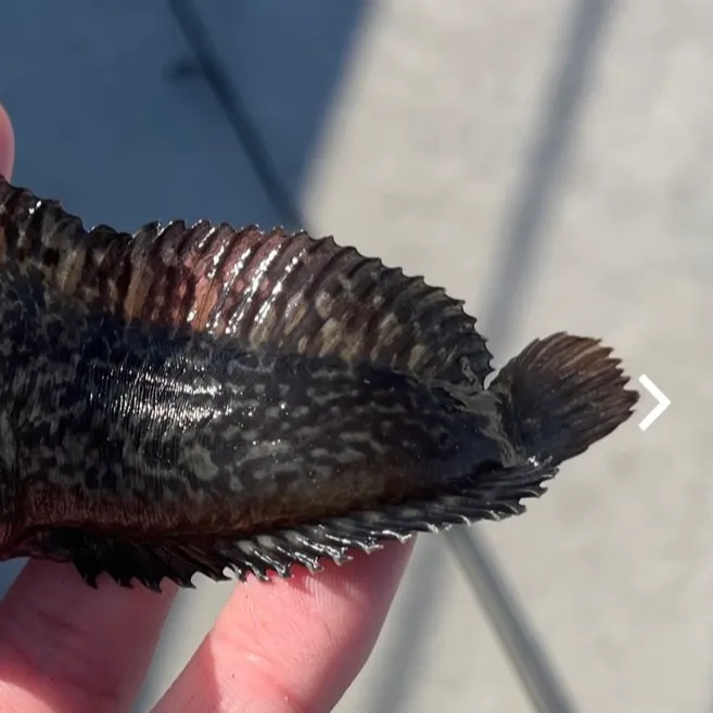 The most recent Rock-pool blenny catches on Fishbrain