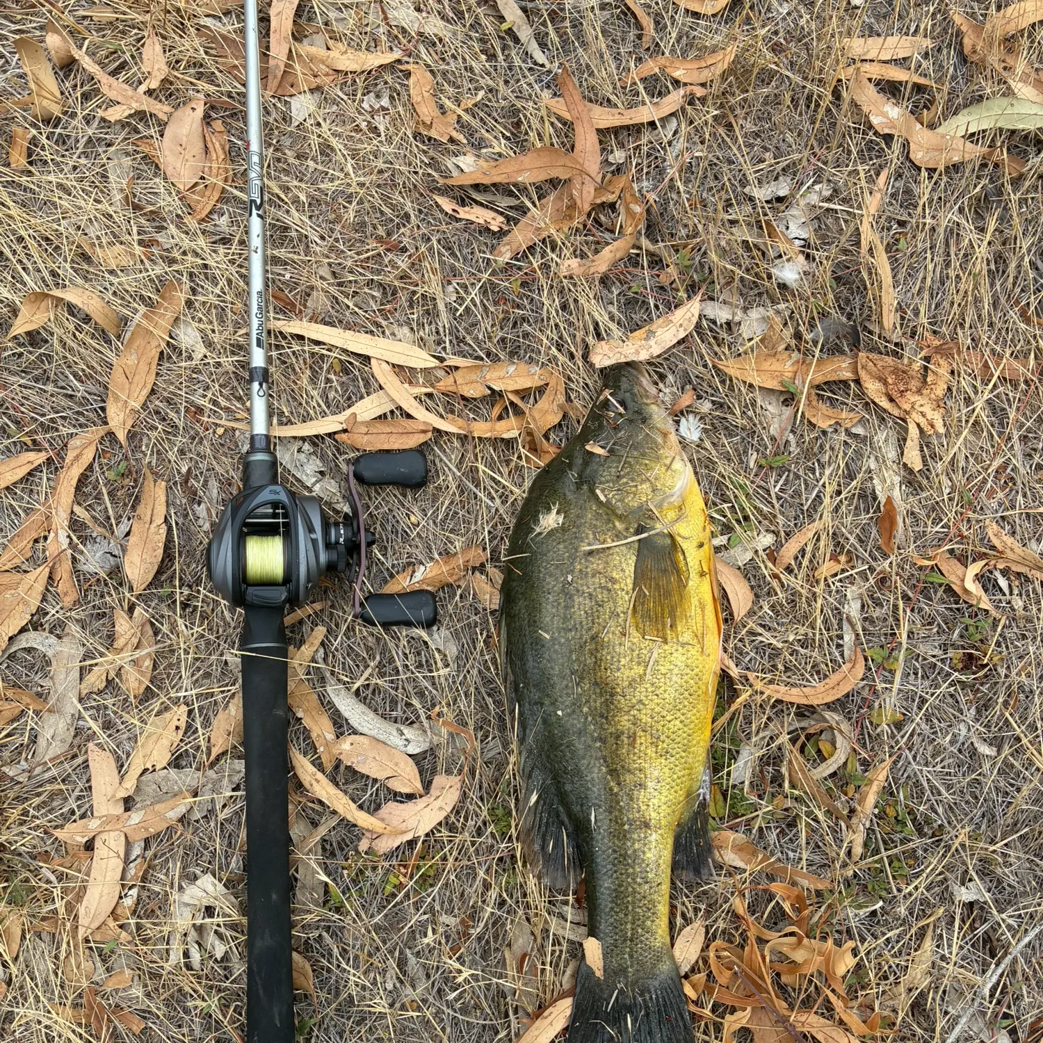 The most recent Golden perch catches on Fishbrain