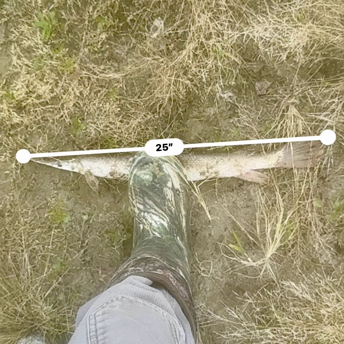 Shortnose gar caught on Fishbrain
