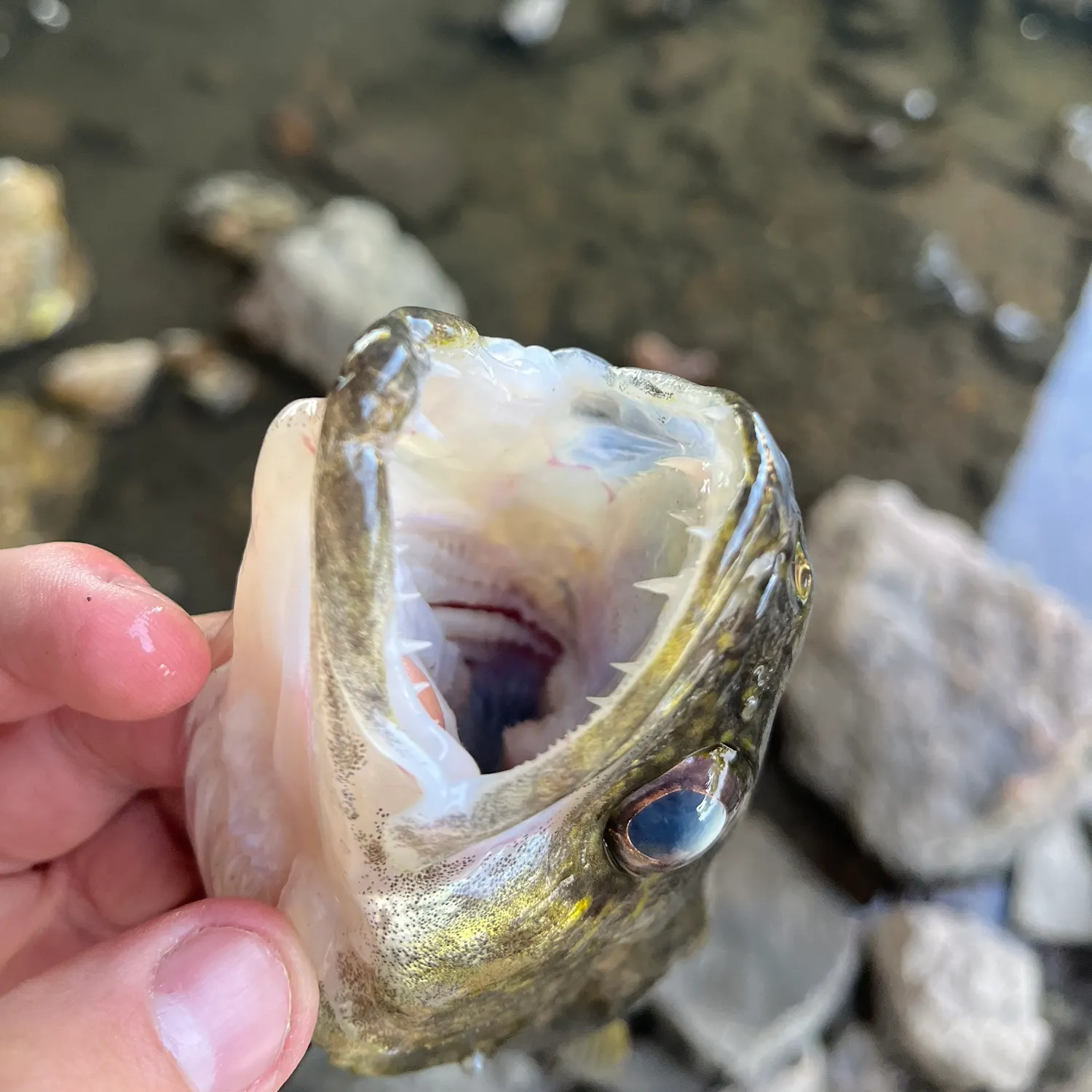 Walleye caught on Fishbrain