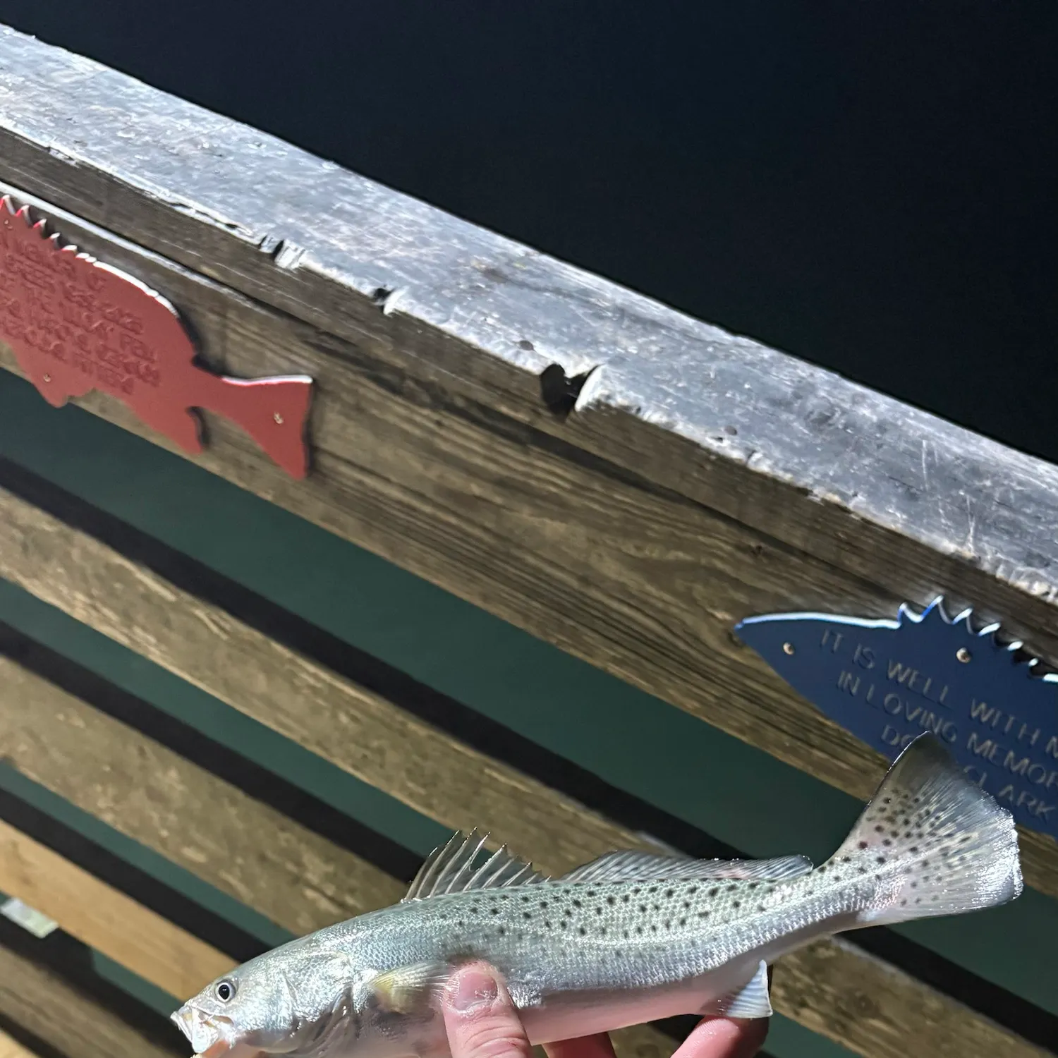 Spotted seatrout caught on Fishbrain