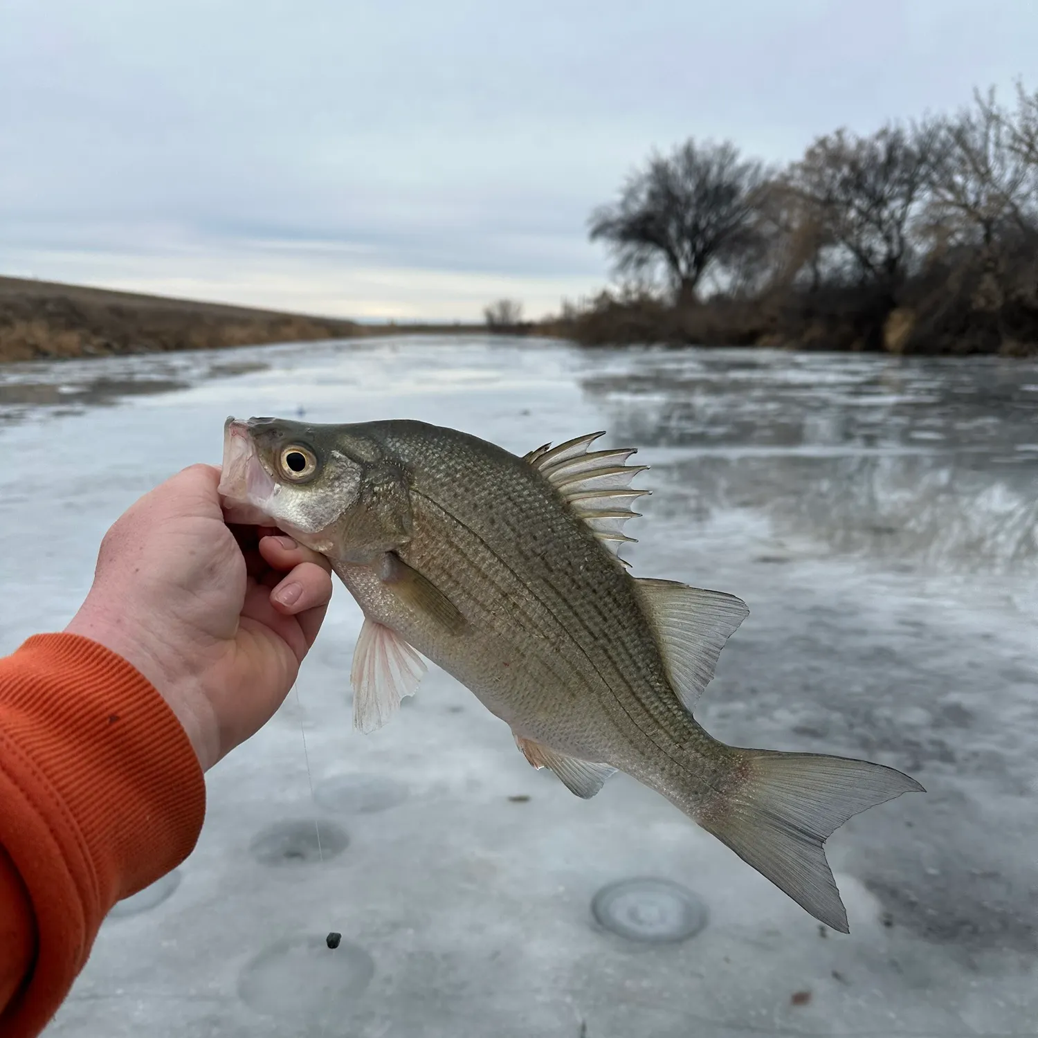 The most recent White bass catches on Fishbrain