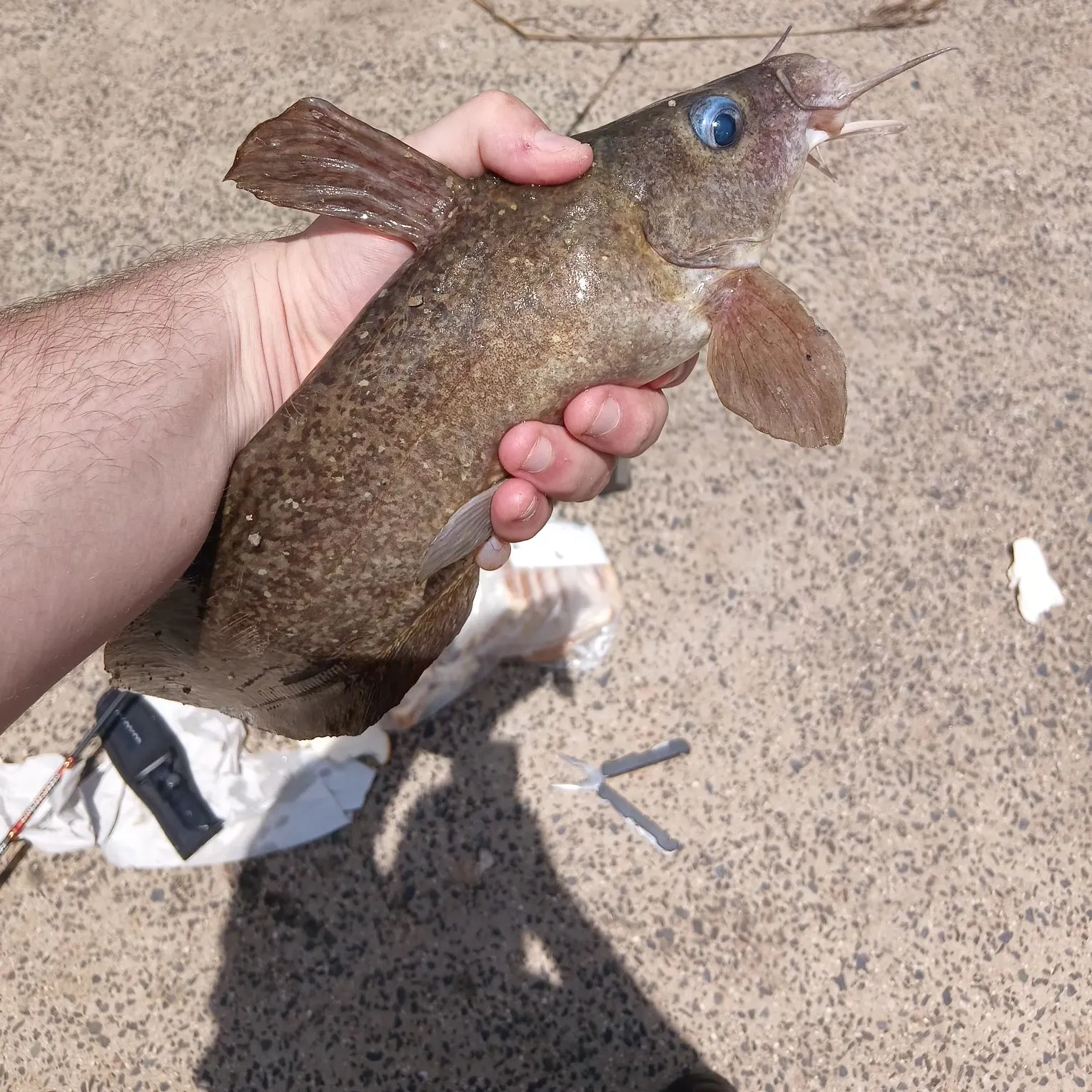 The most recent Dewfish catches on Fishbrain