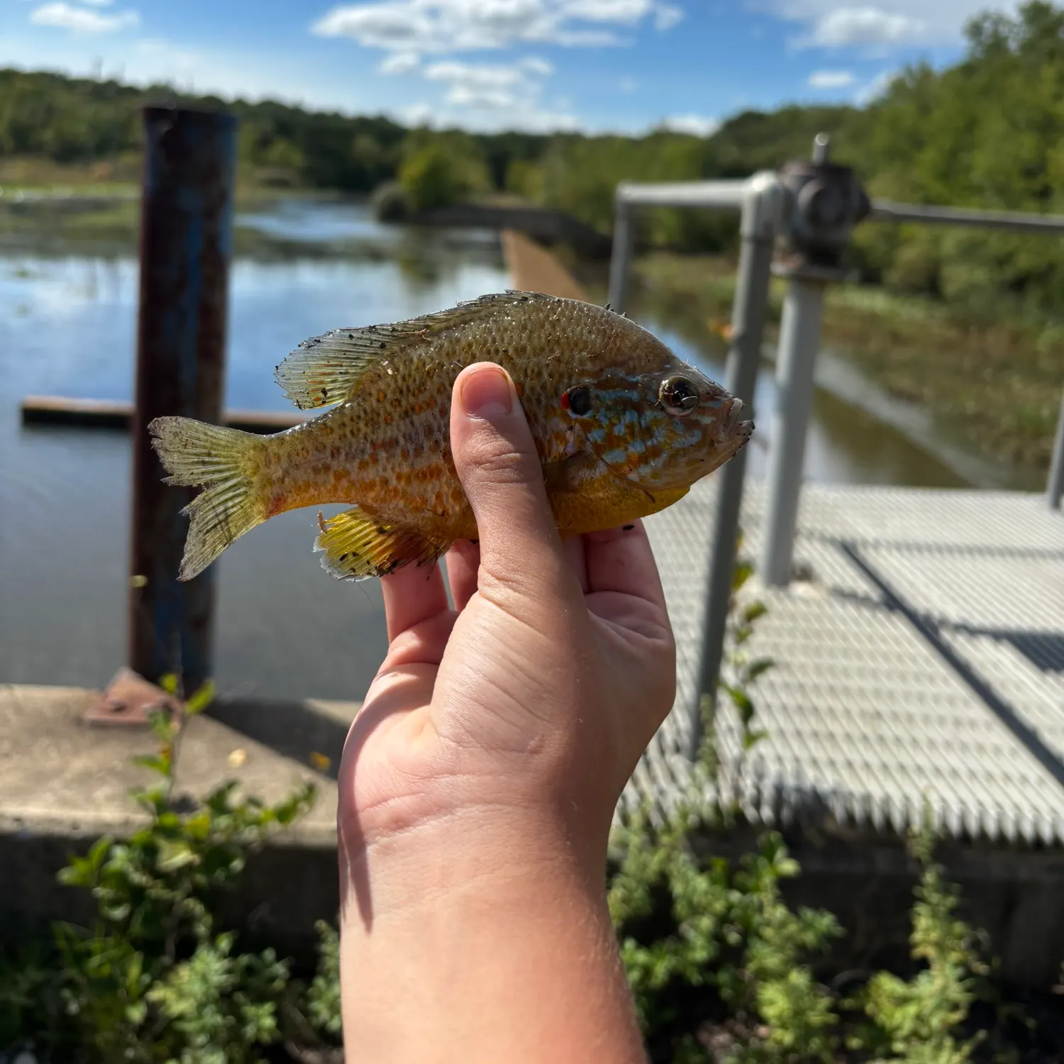 Pumpkinseed caught on Fishbrain