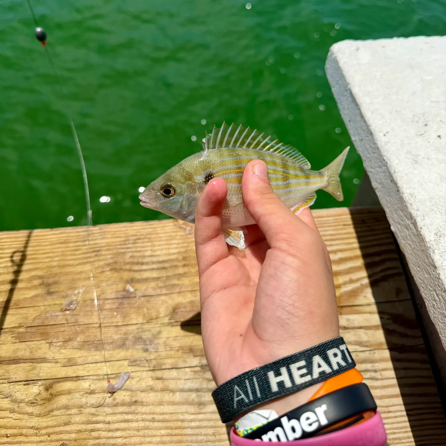 recently logged catches