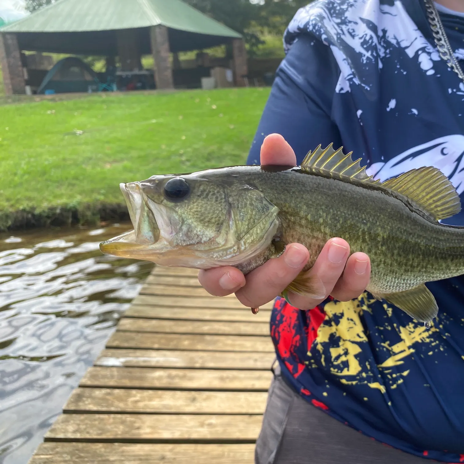 The most recent Smallmouth bass catches on Fishbrain