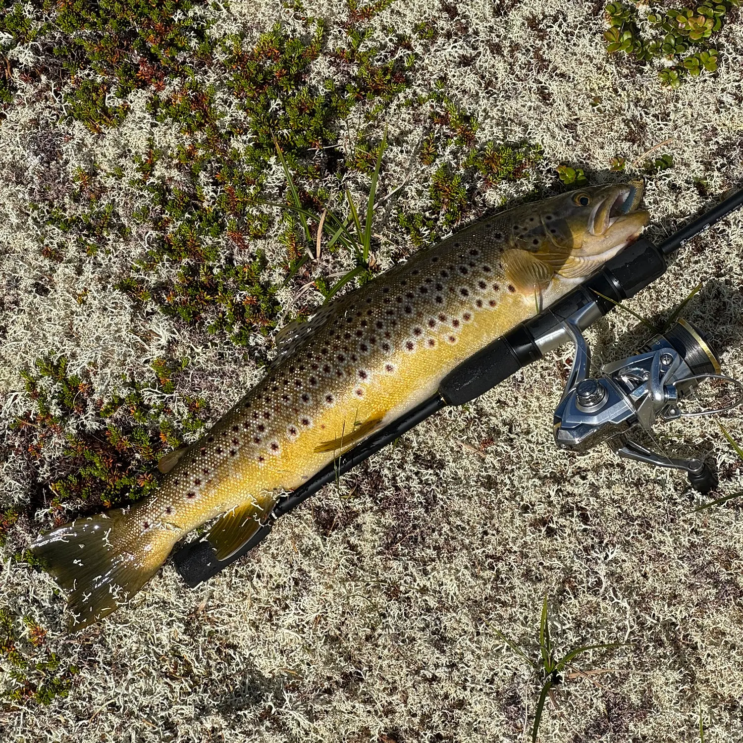 Brown trout caught on Fishbrain