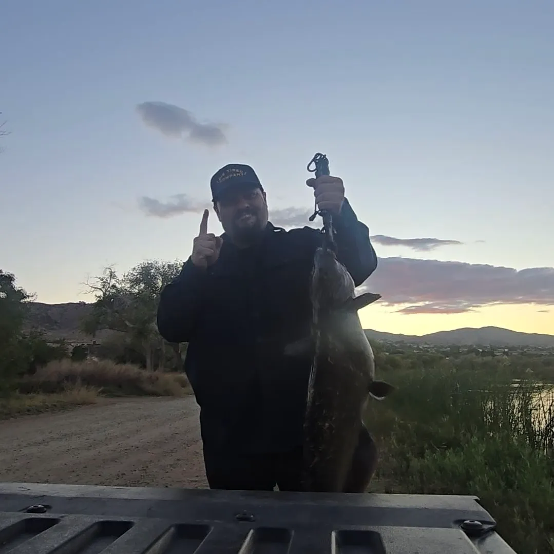 Channel catfish caught on Fishbrain