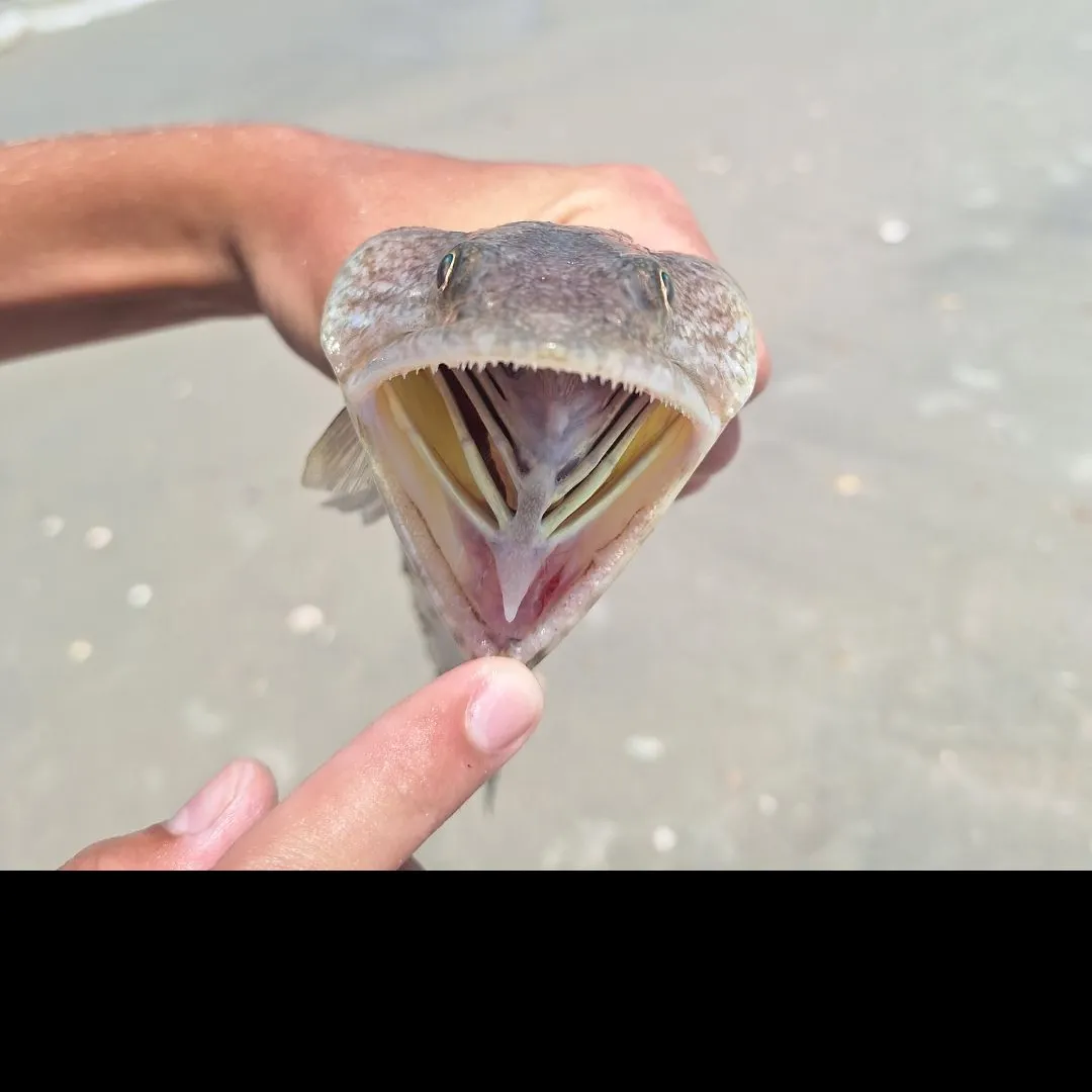 Inshore lizardfish caught on Fishbrain