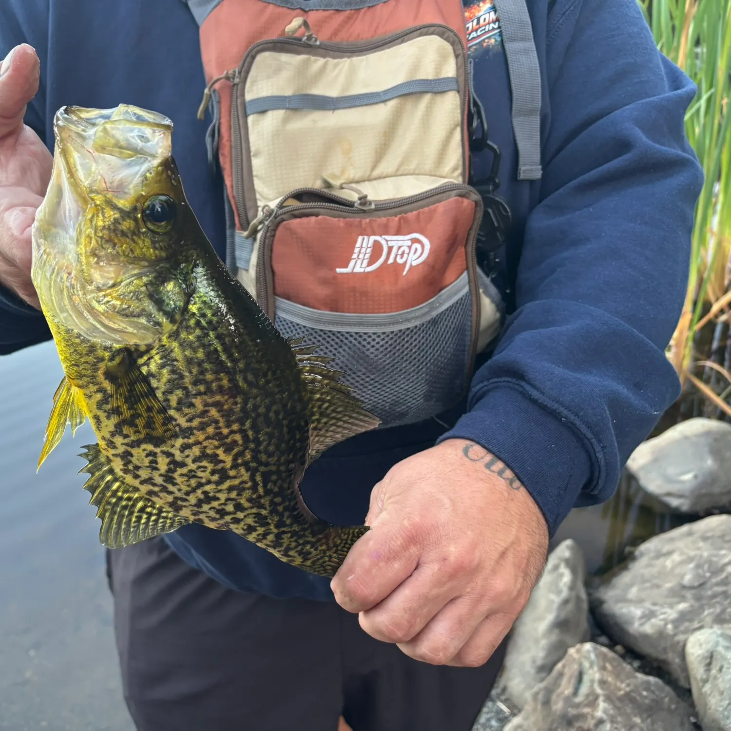 Black crappie caught on Fishbrain
