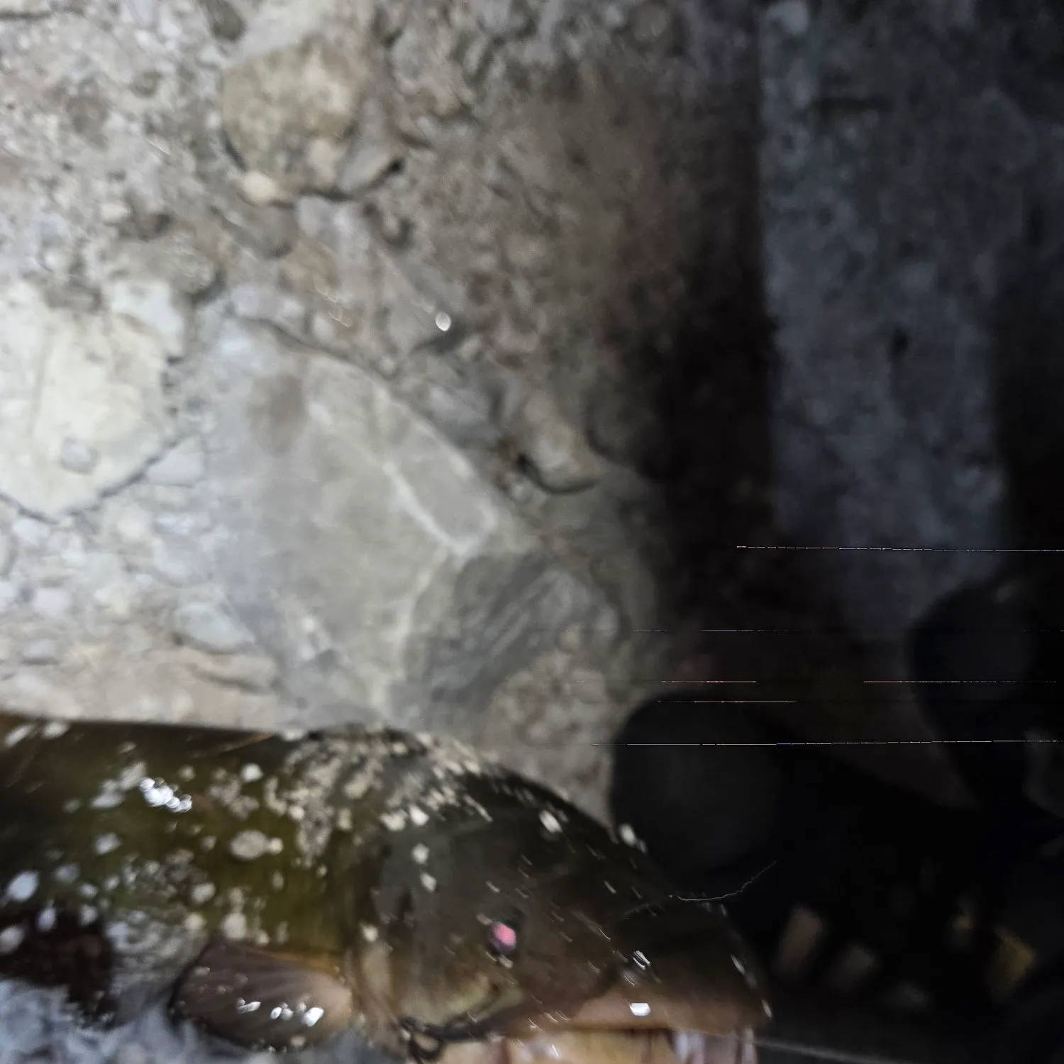 Yellow bullhead caught on Fishbrain