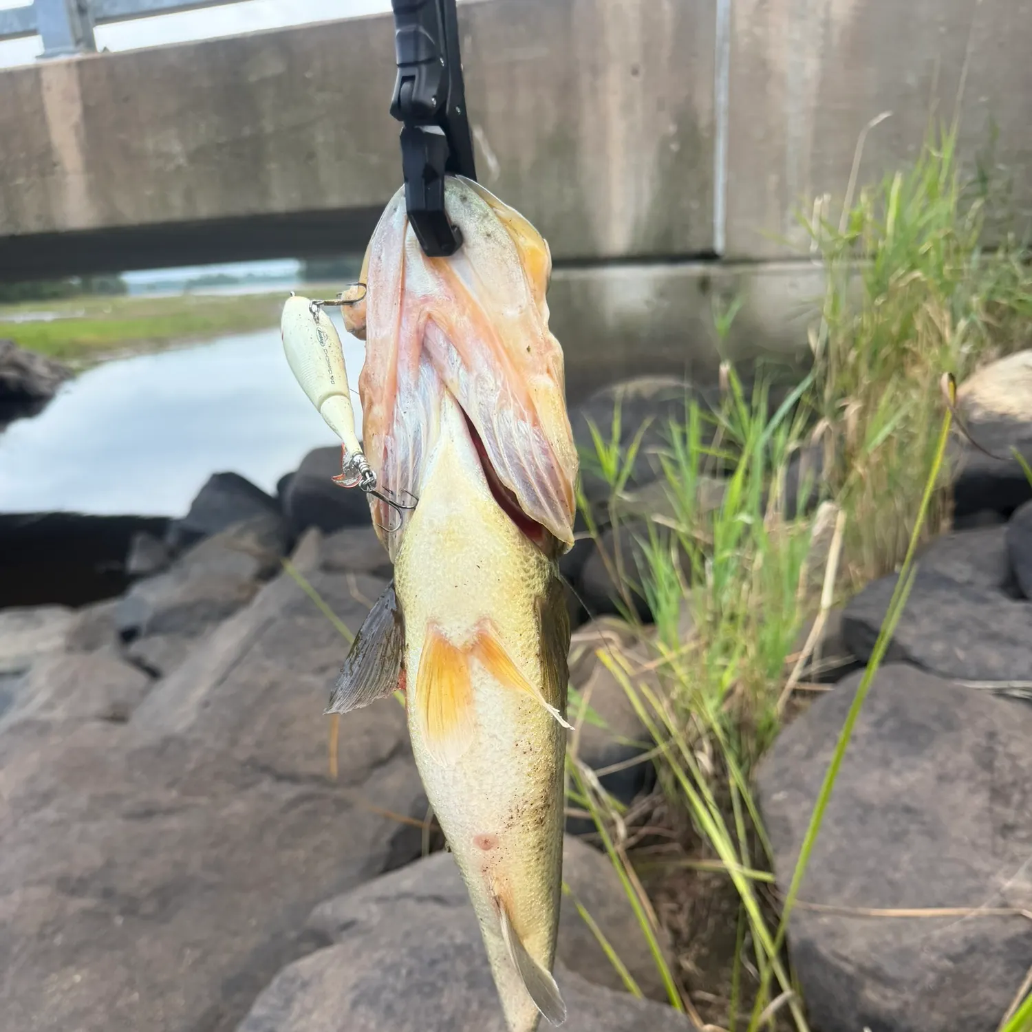 Fish caught on Fishbrain