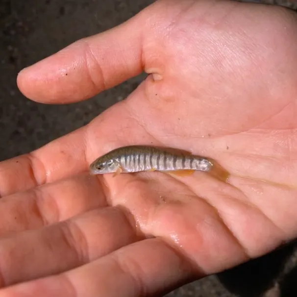 The most recent Banded killifish catches on Fishbrain