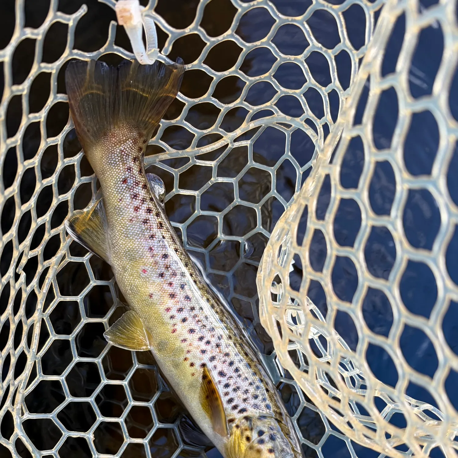 Brown trout caught on Fishbrain
