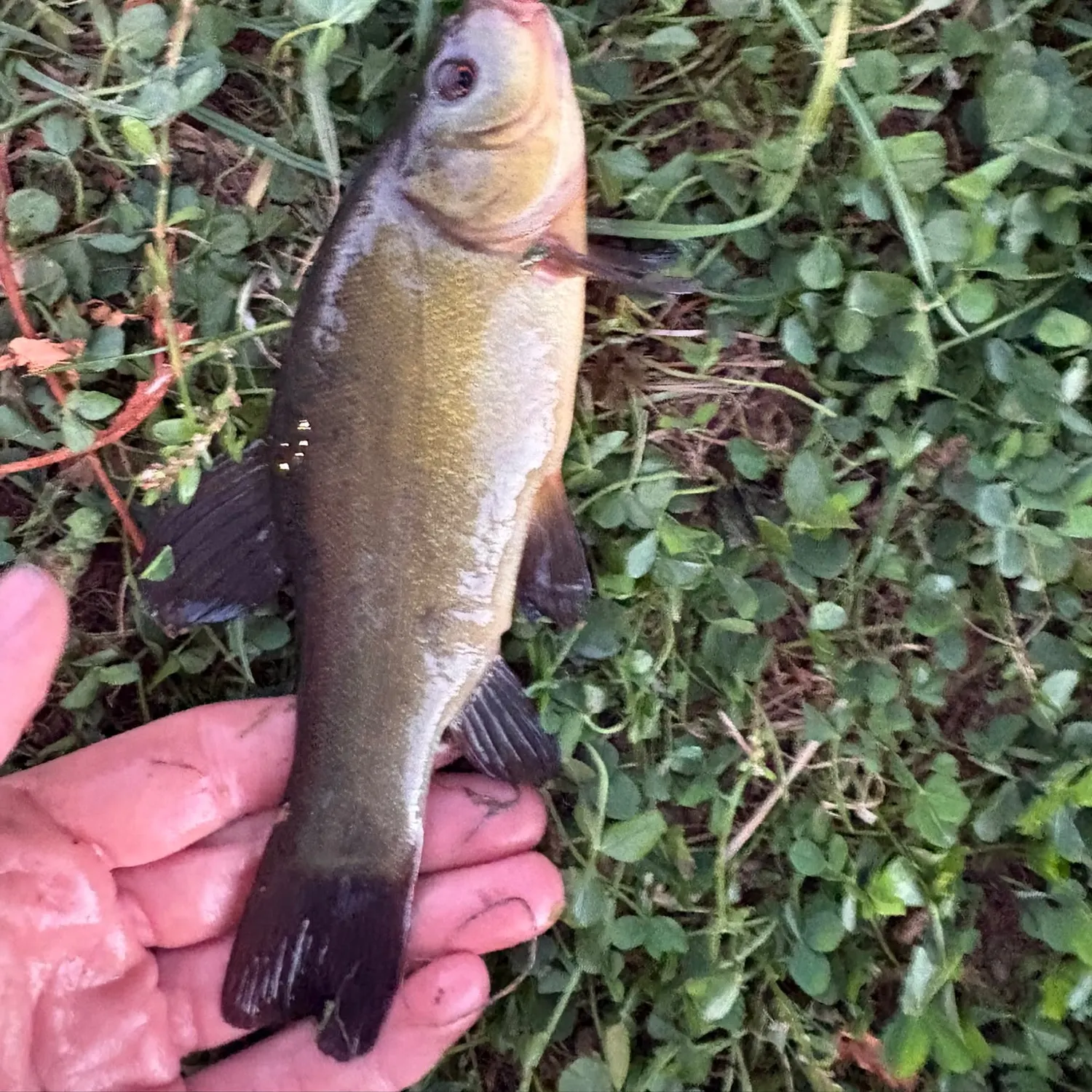 Tench caught on Fishbrain