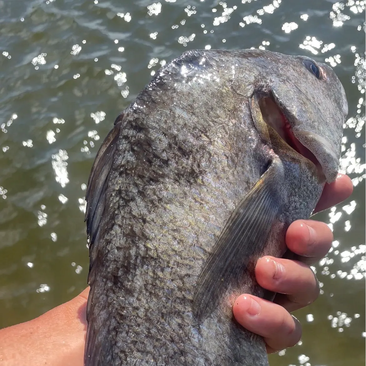 Black drum caught on Fishbrain