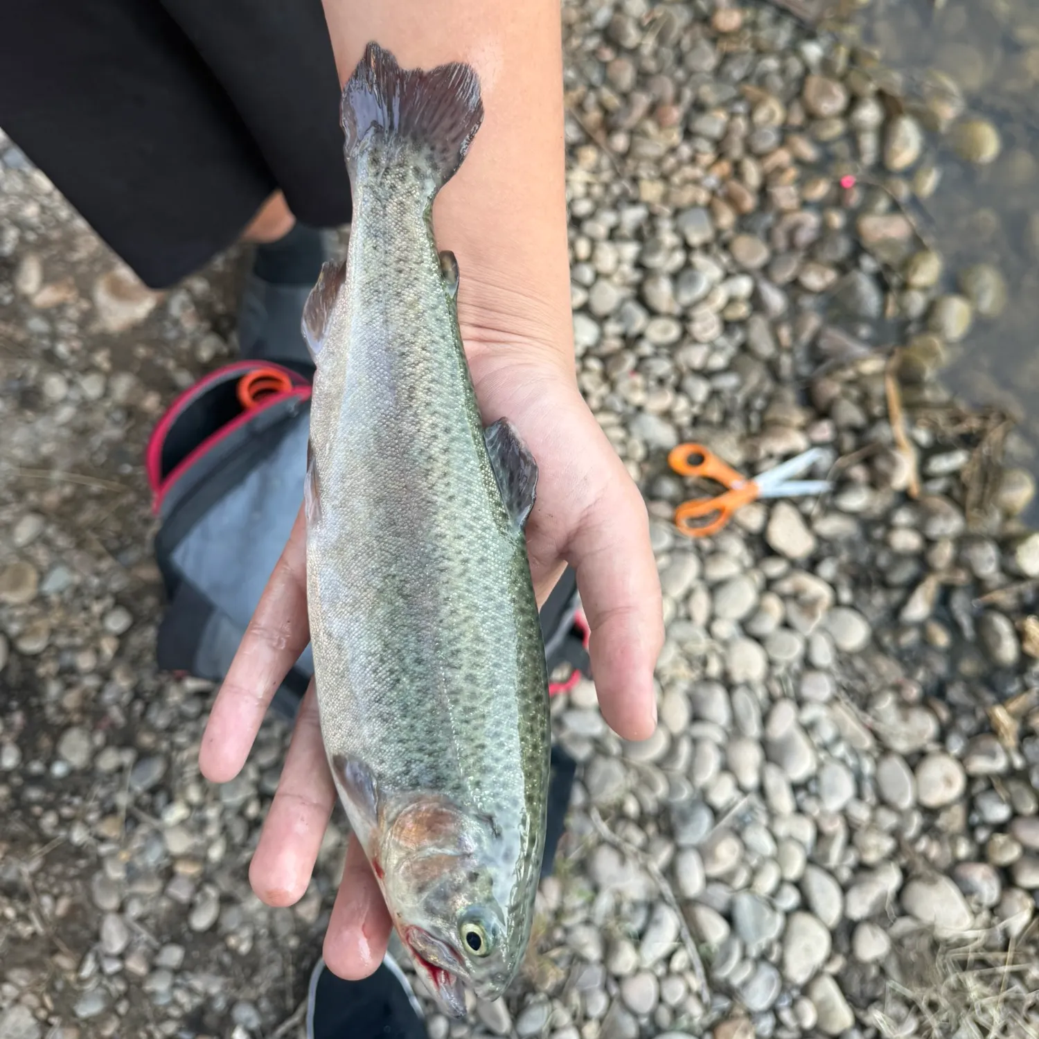 Rainbow trout caught on Fishbrain