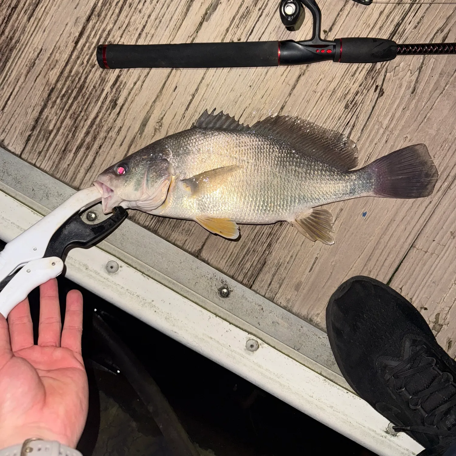 catch