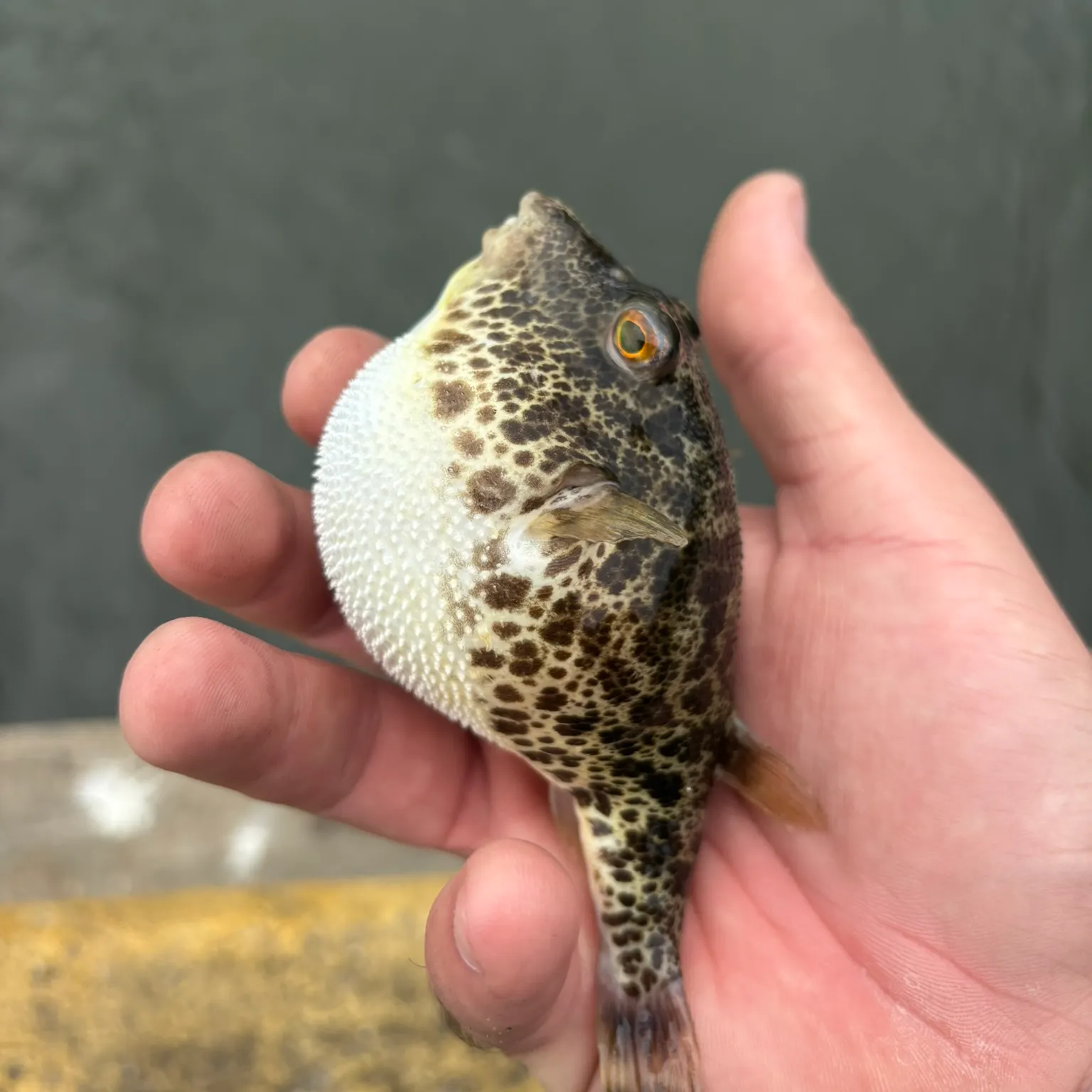 The most recent Checkered puffer catches on Fishbrain