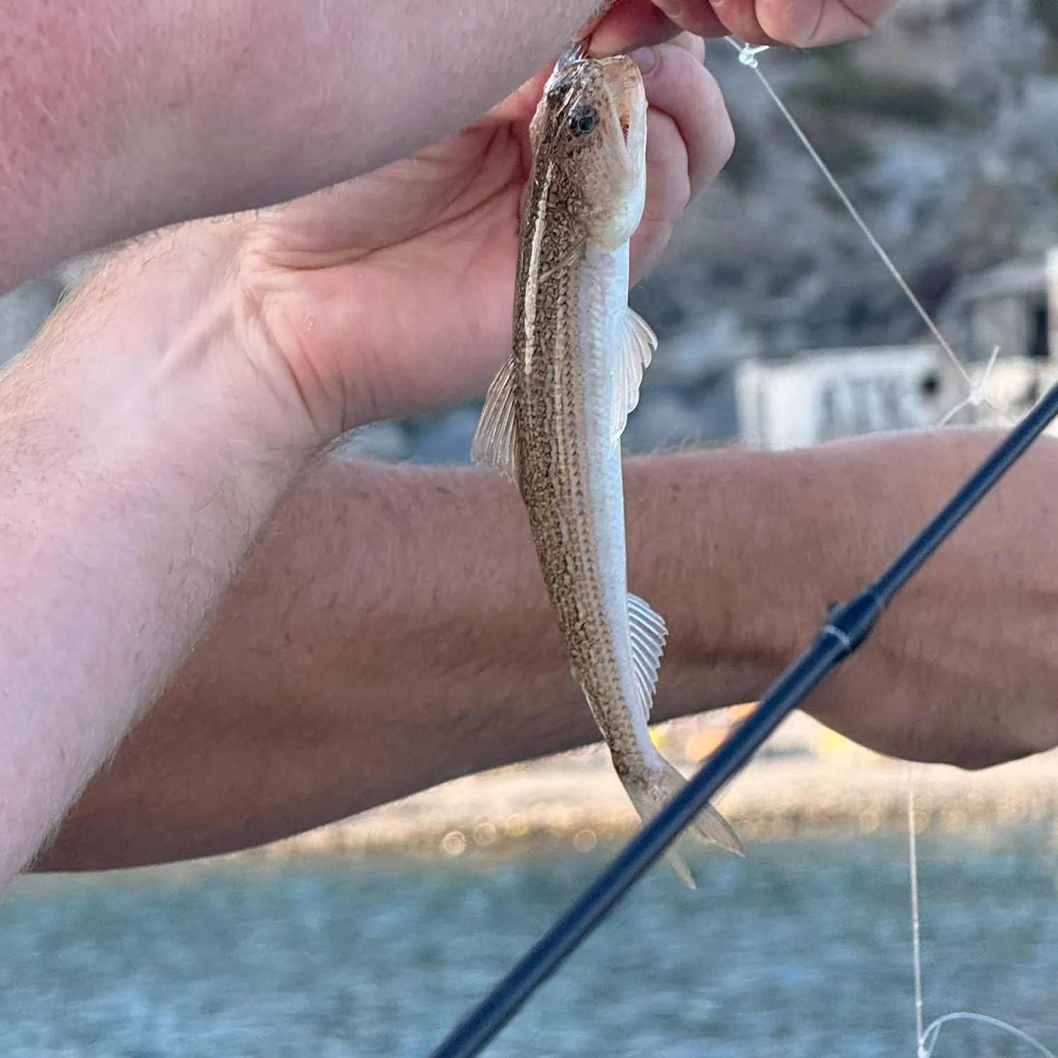 Atlantic lizardfish caught on Fishbrain