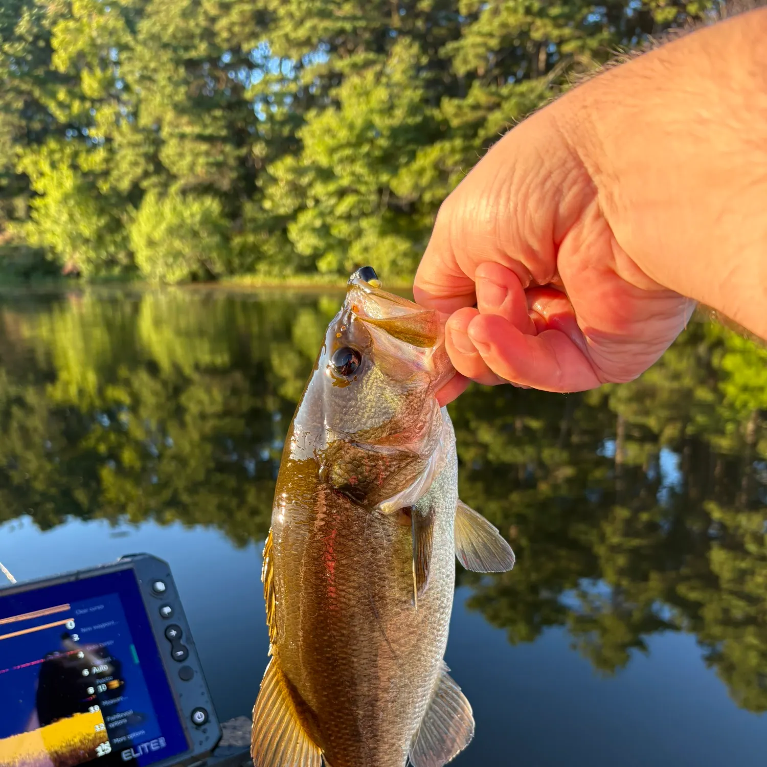 Largemouth bass caught on Fishbrain