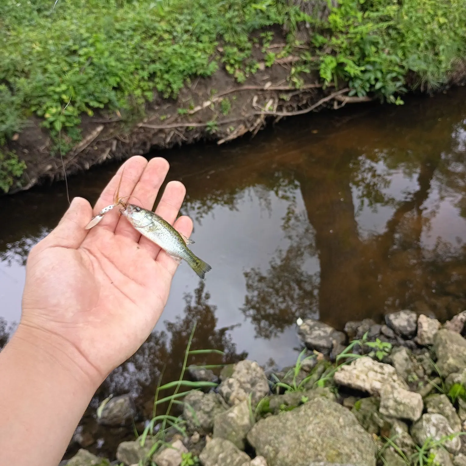 Largemouth bass caught on Fishbrain