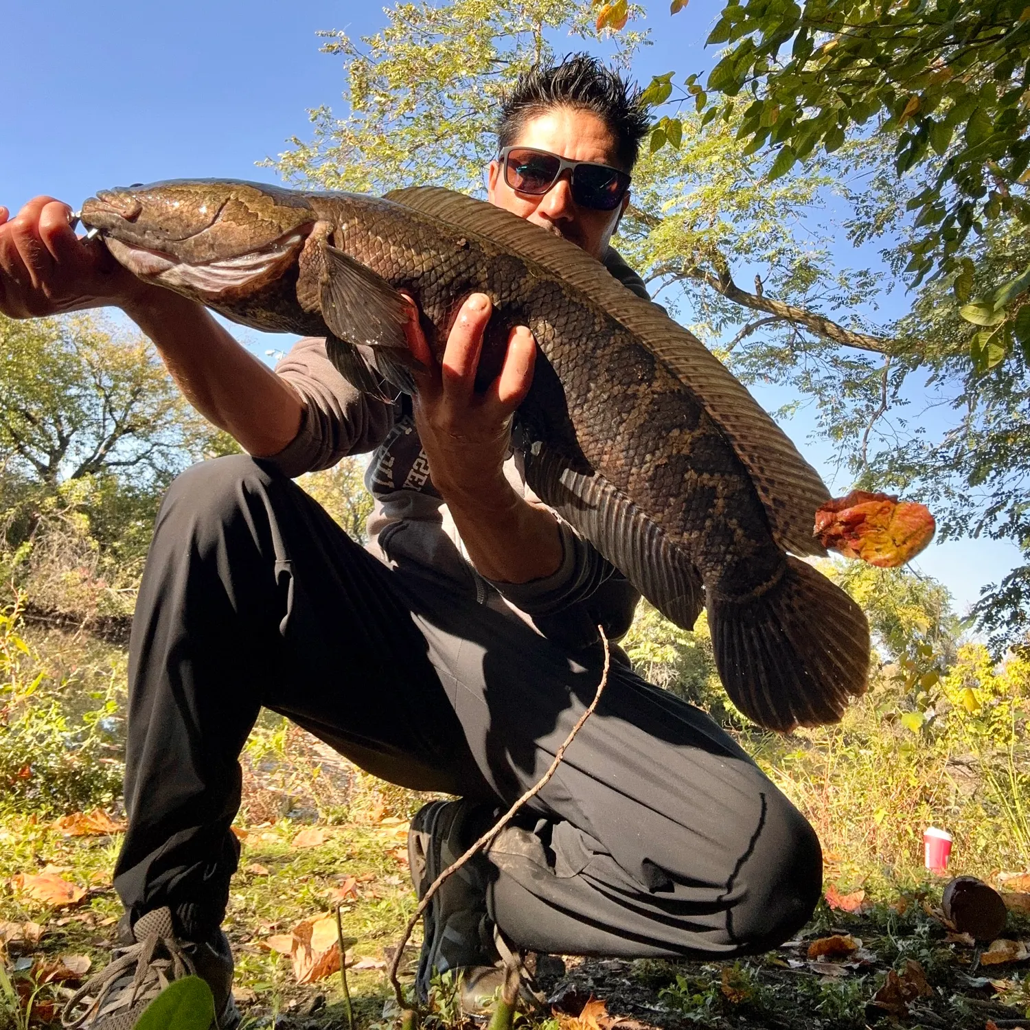 Northern snakehead caught on Fishbrain