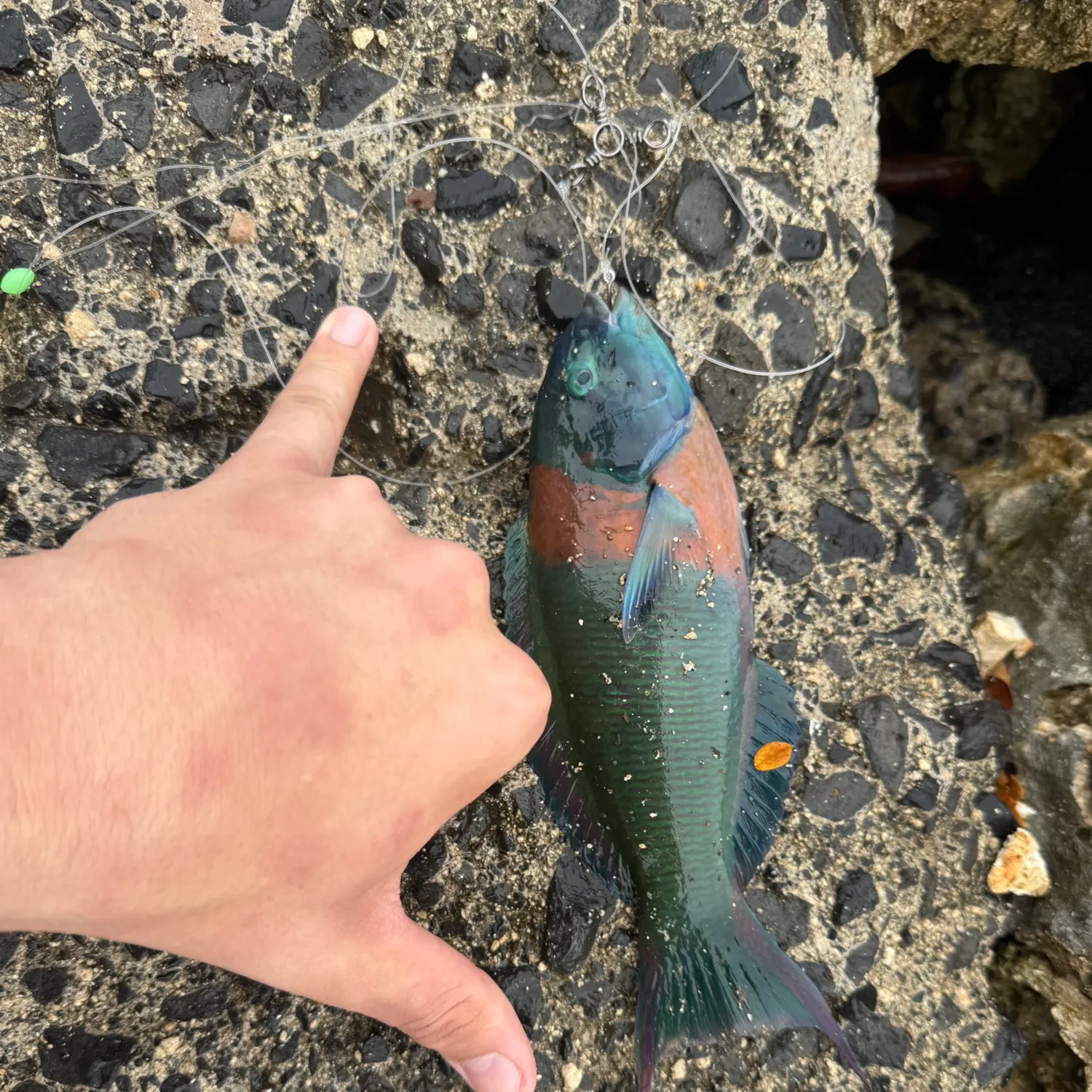 recently logged catches