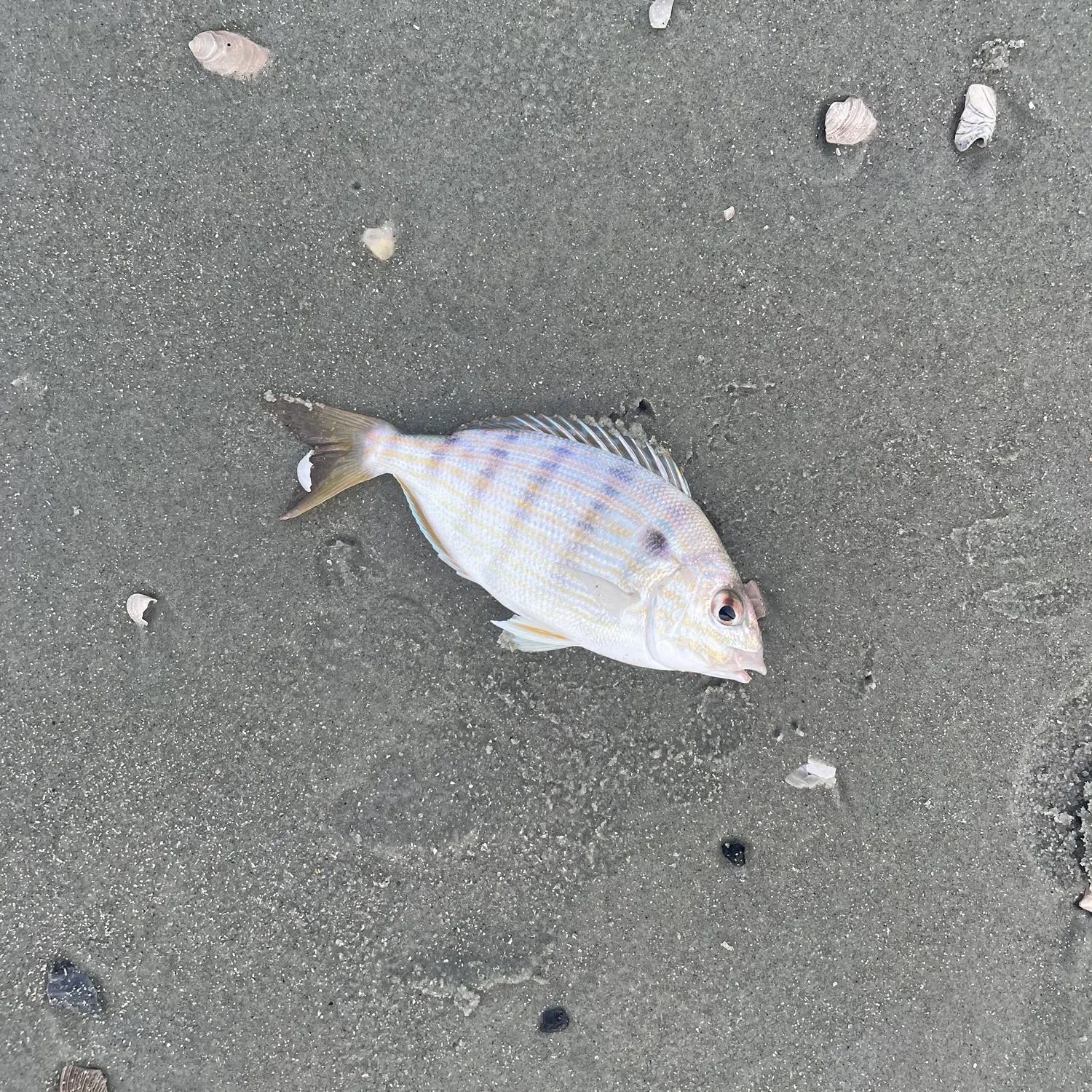 Pinfish caught on Fishbrain