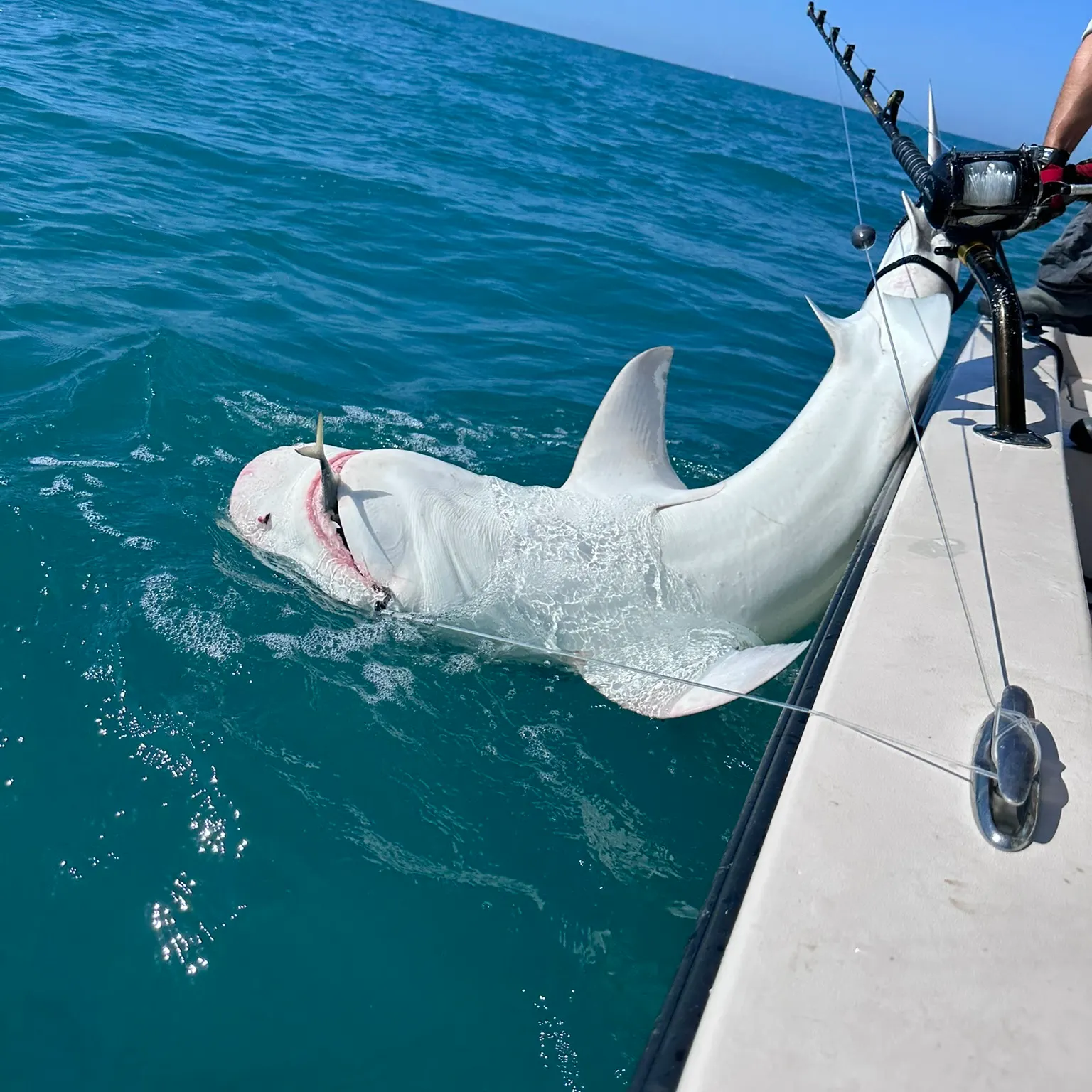 The most recent Tiger shark catches on Fishbrain