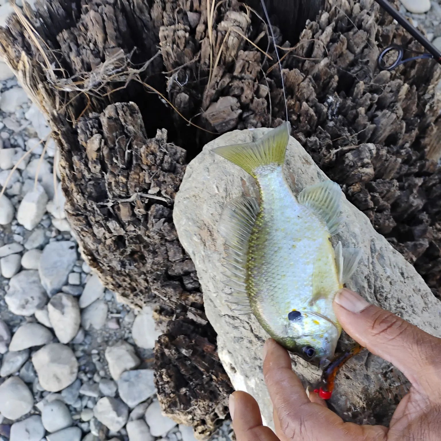 Bluegill caught on Fishbrain