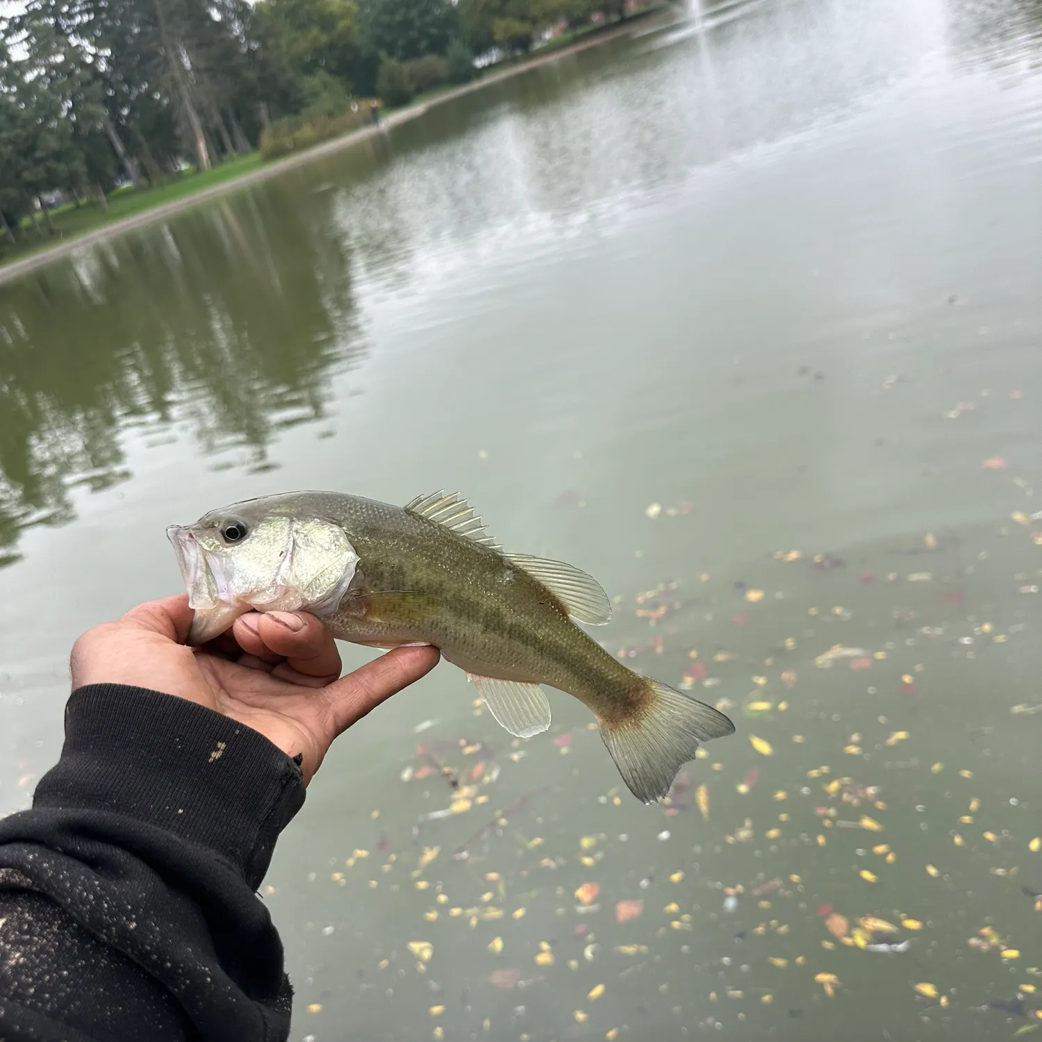angler catch