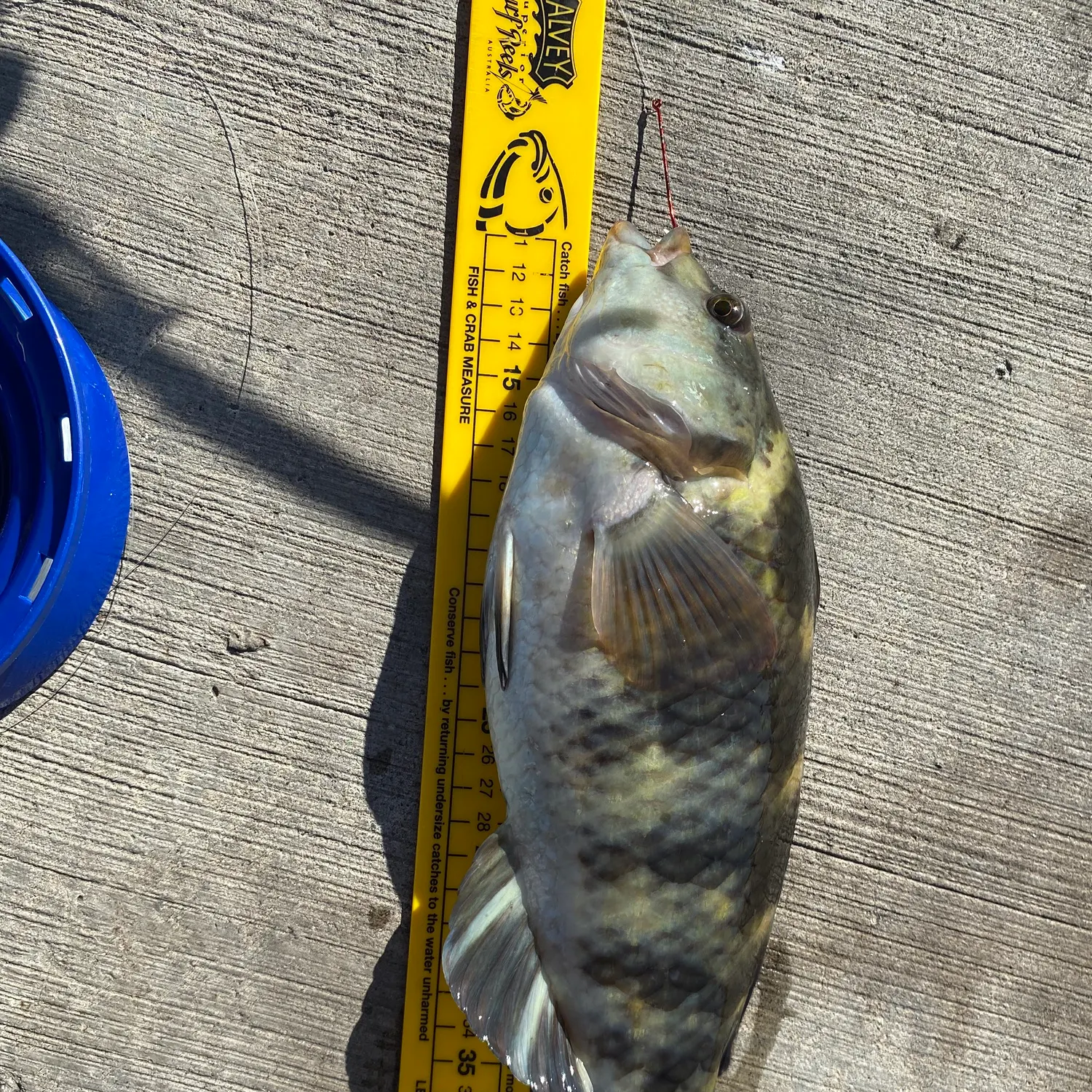 Fish caught on Fishbrain