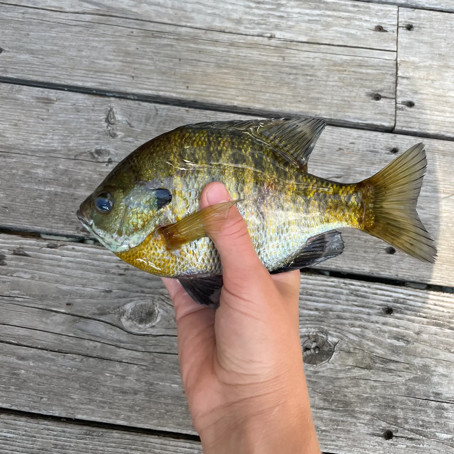 Bluegill caught on Fishbrain
