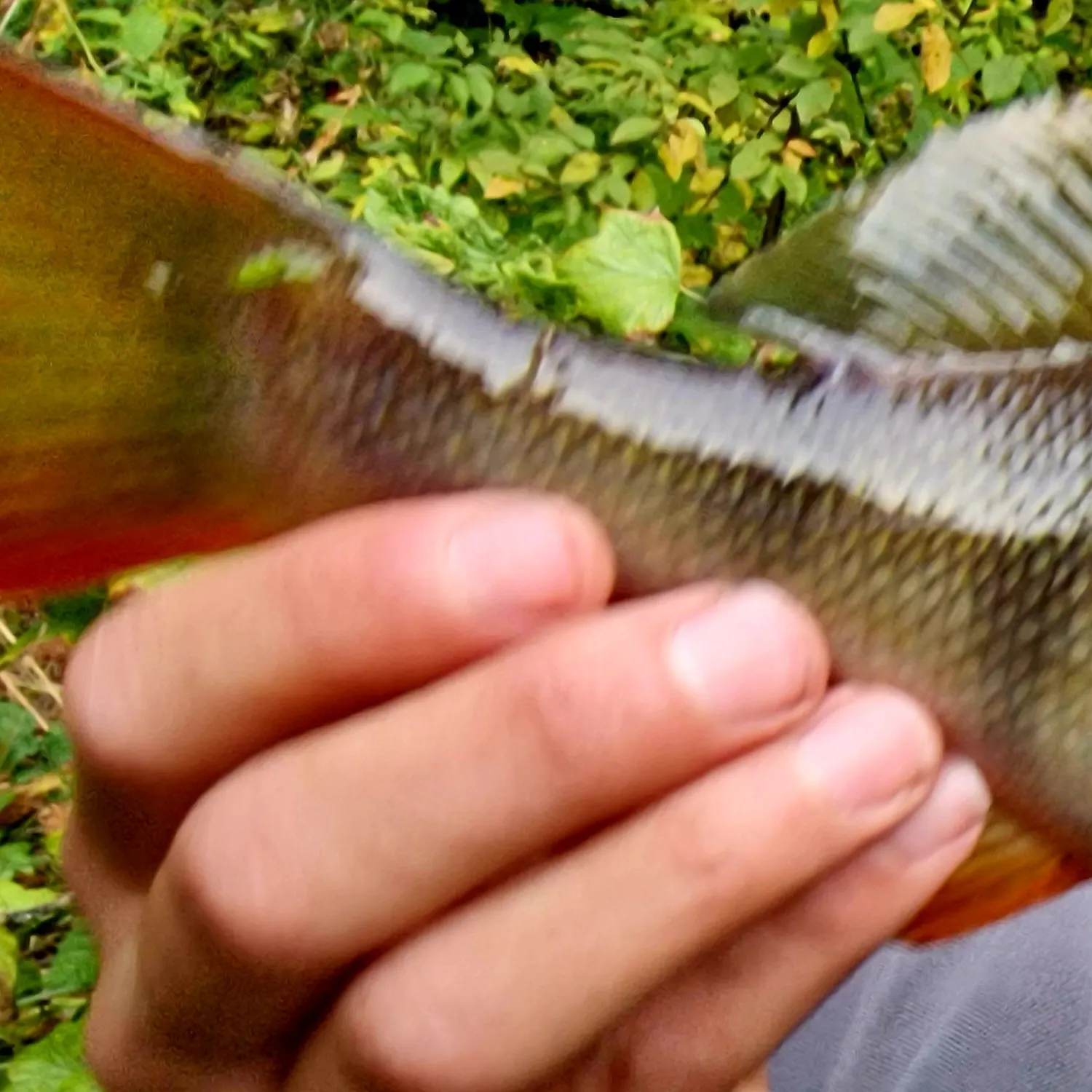 Fish caught on Fishbrain
