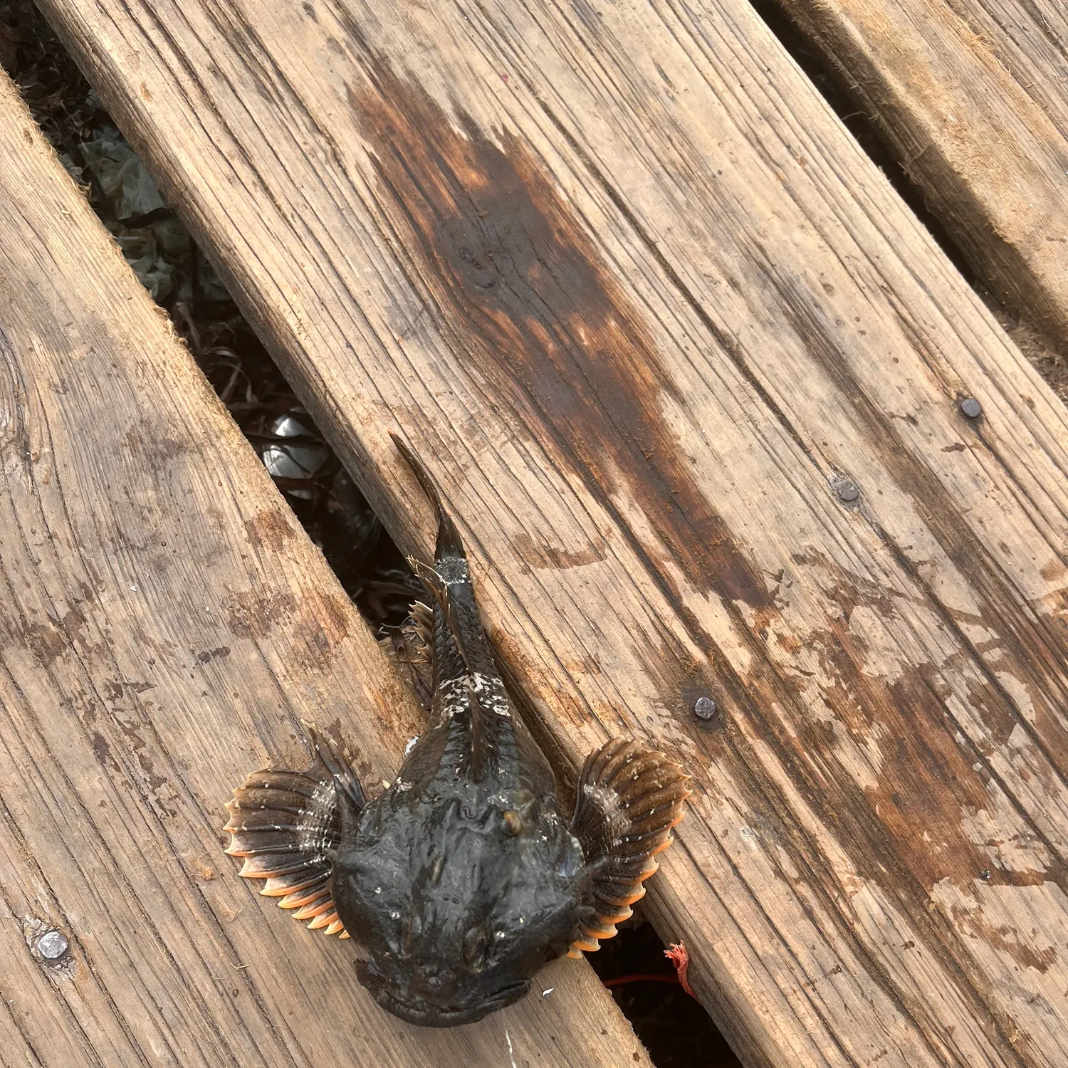 The most recent Buffalo sculpin catches on Fishbrain