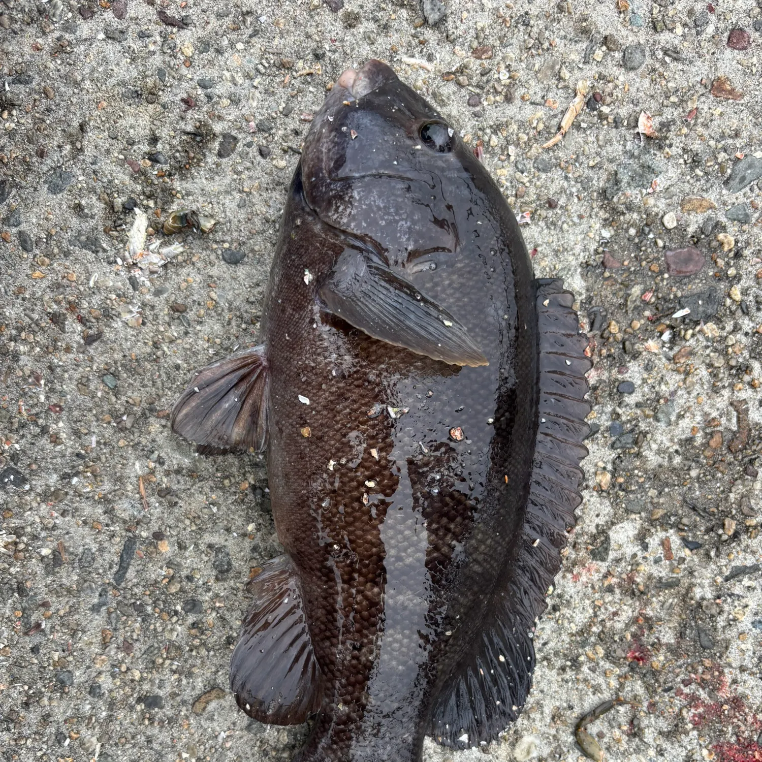Tautog caught on Fishbrain
