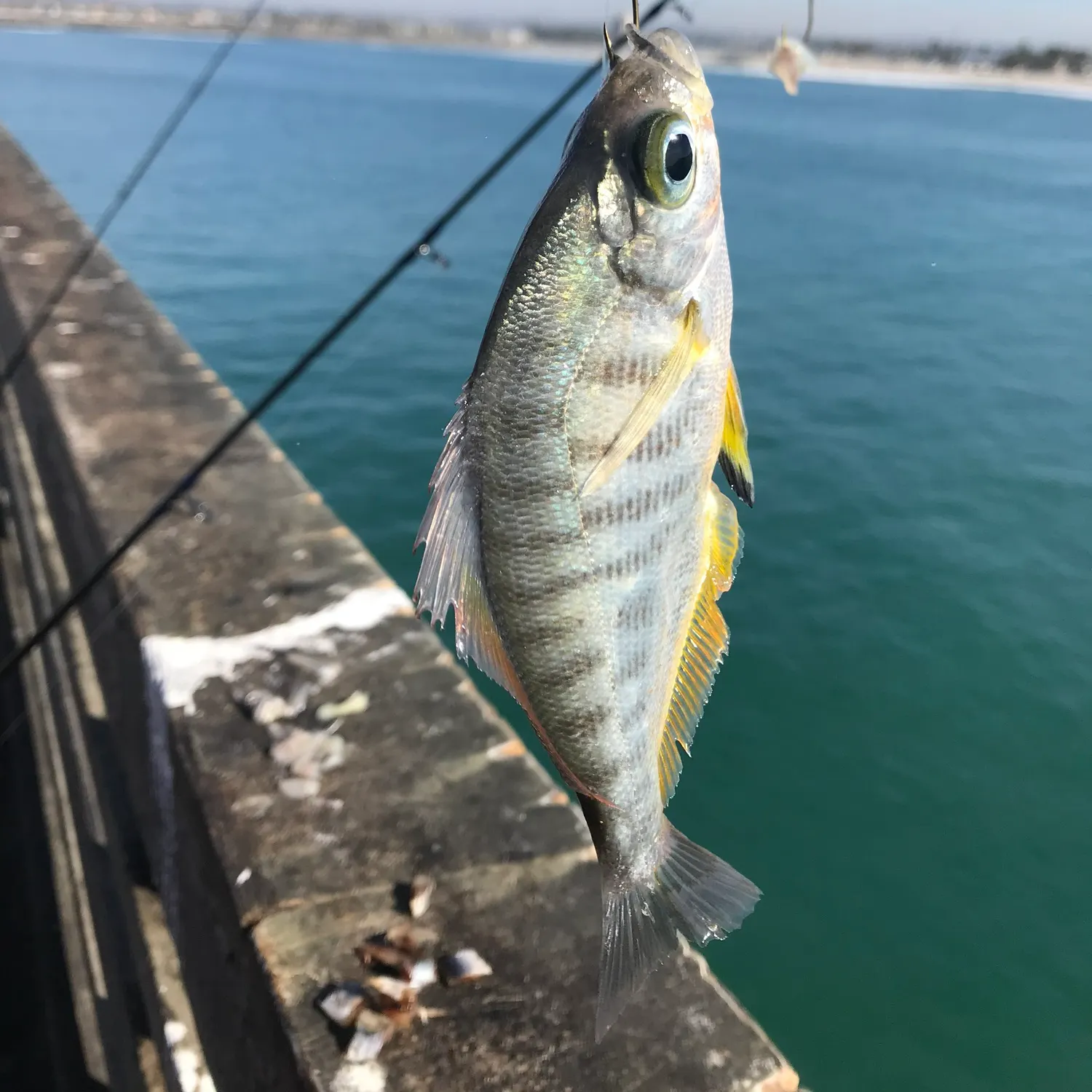 The most popular recent Walleye surfperch catch on Fishbrain