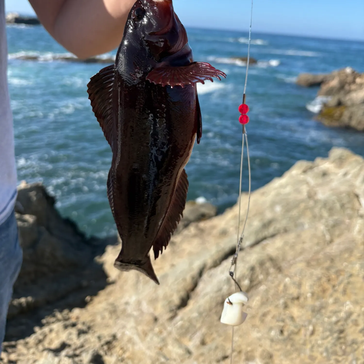 Fish caught on Fishbrain