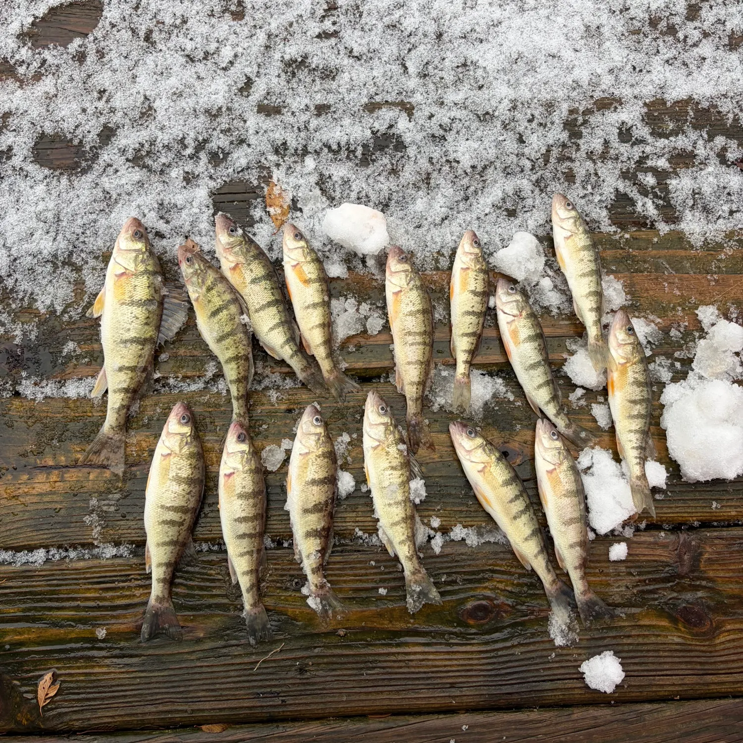 recently logged catches