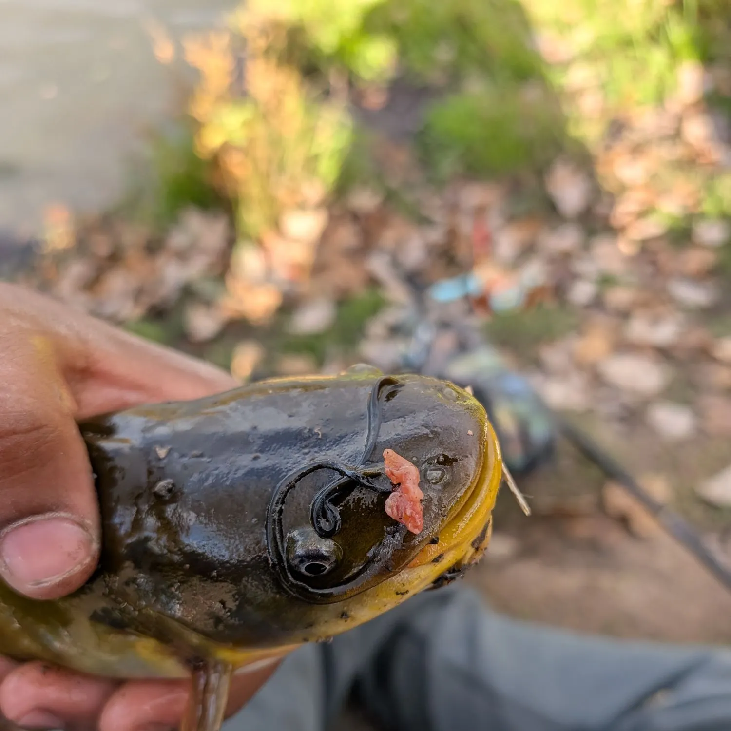 Yellow bullhead caught on Fishbrain