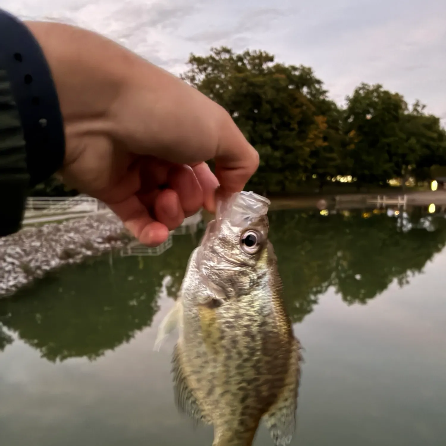 Black crappie caught on Fishbrain
