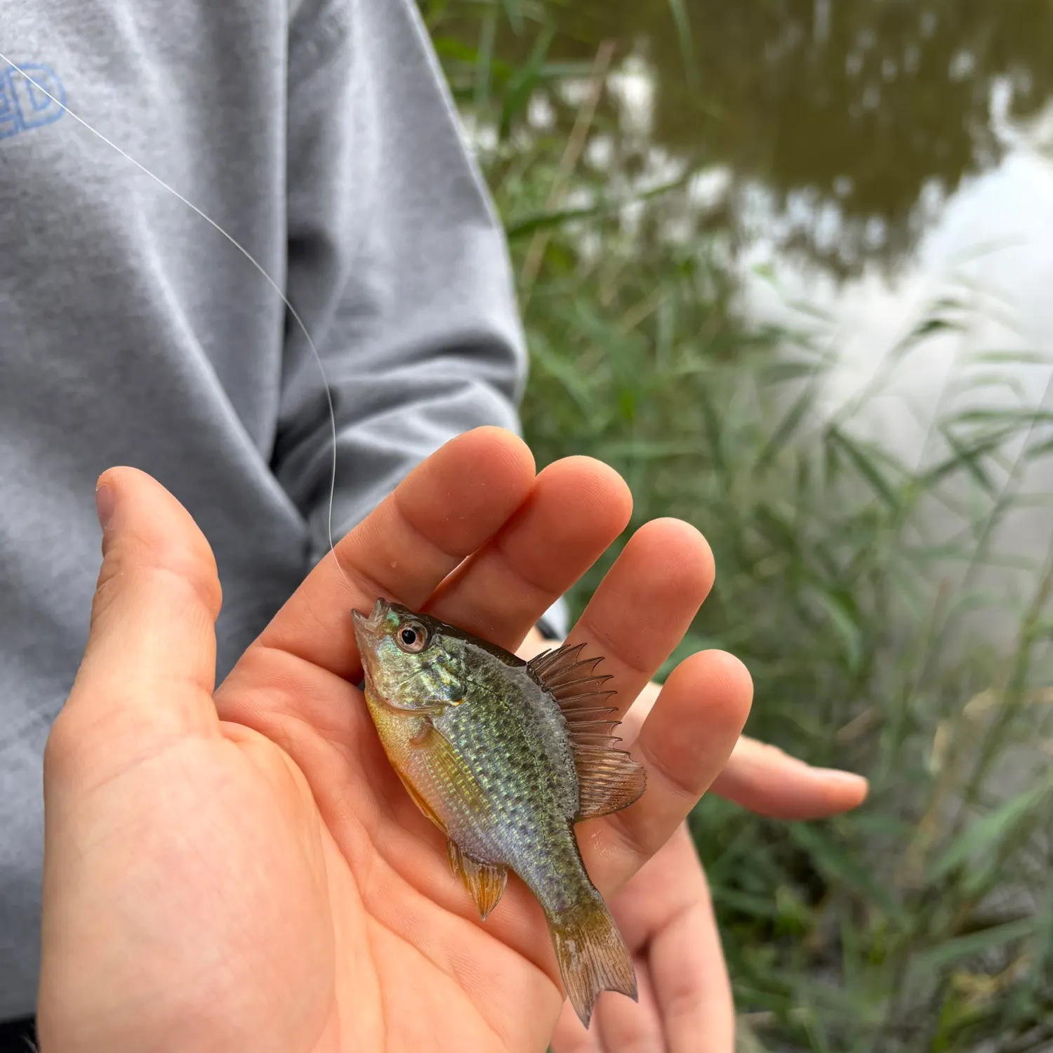 Pumpkinseed caught on Fishbrain