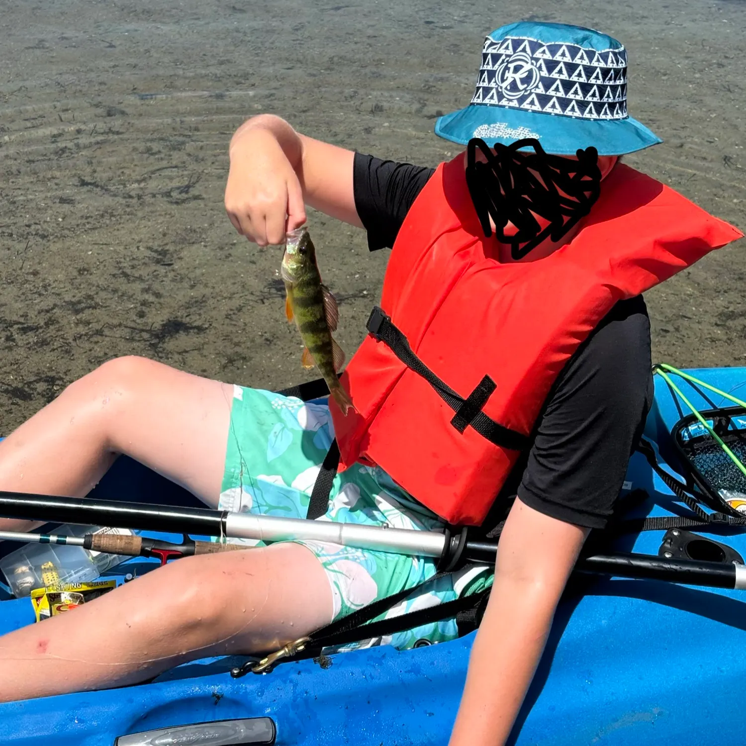 Yellow perch caught on Fishbrain