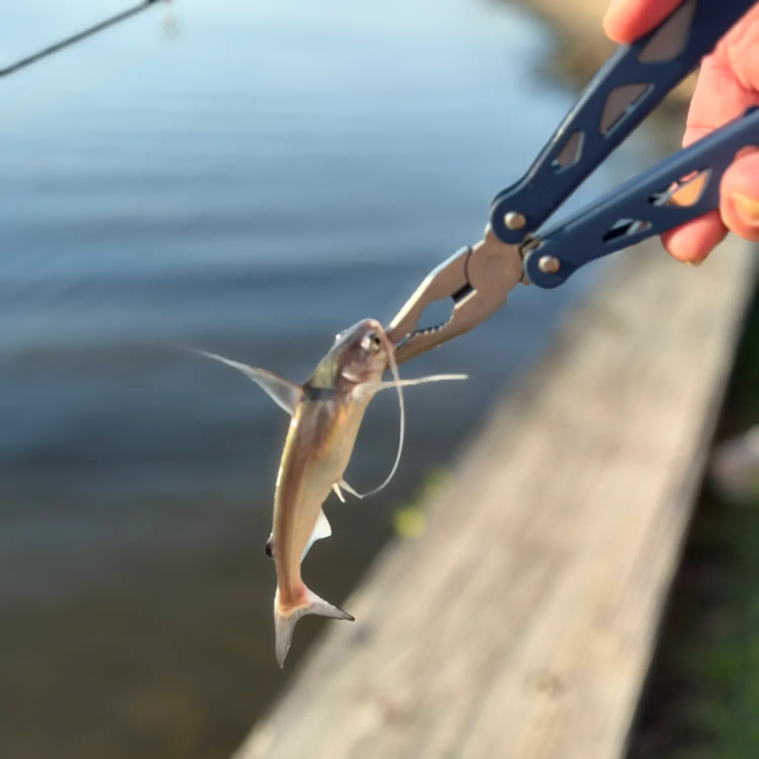 Gafftopsail sea catfish caught on Fishbrain