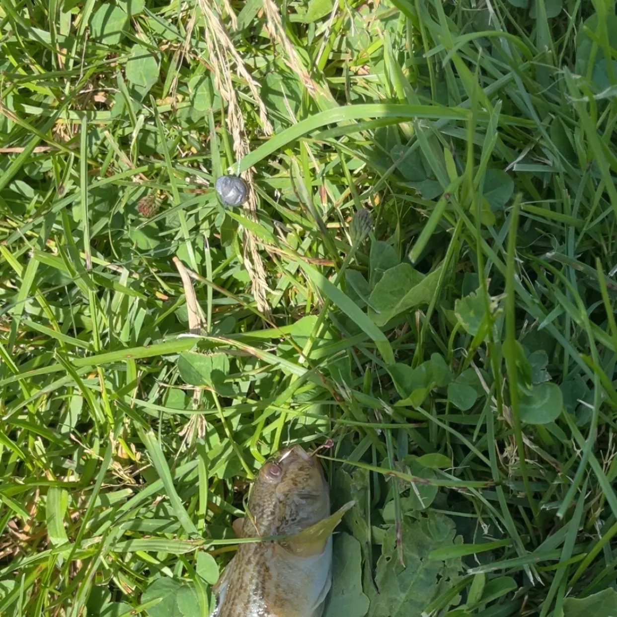 Round goby caught on Fishbrain