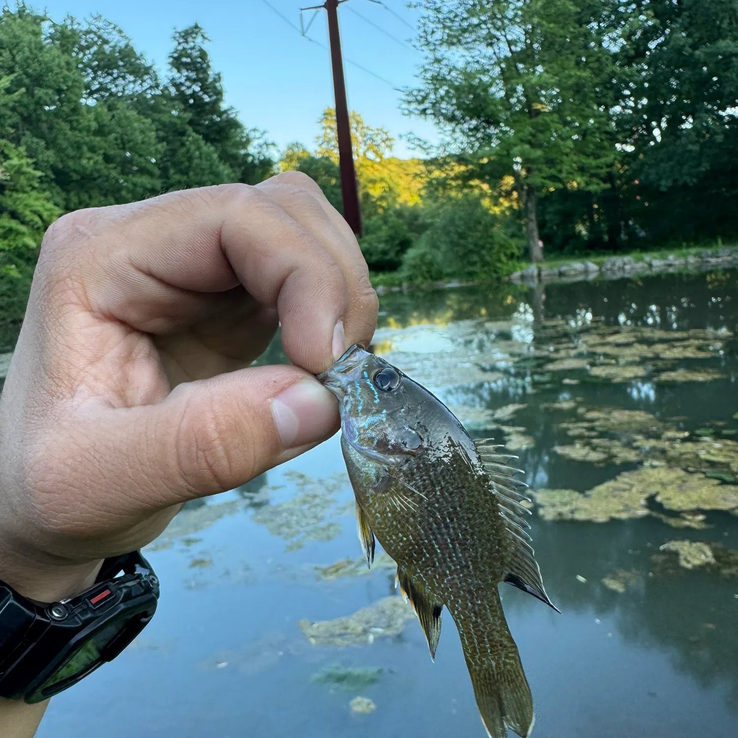 recently logged catches